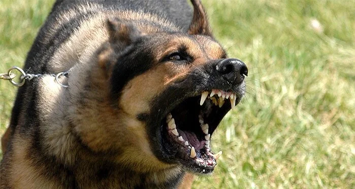 dogbarking.jpg