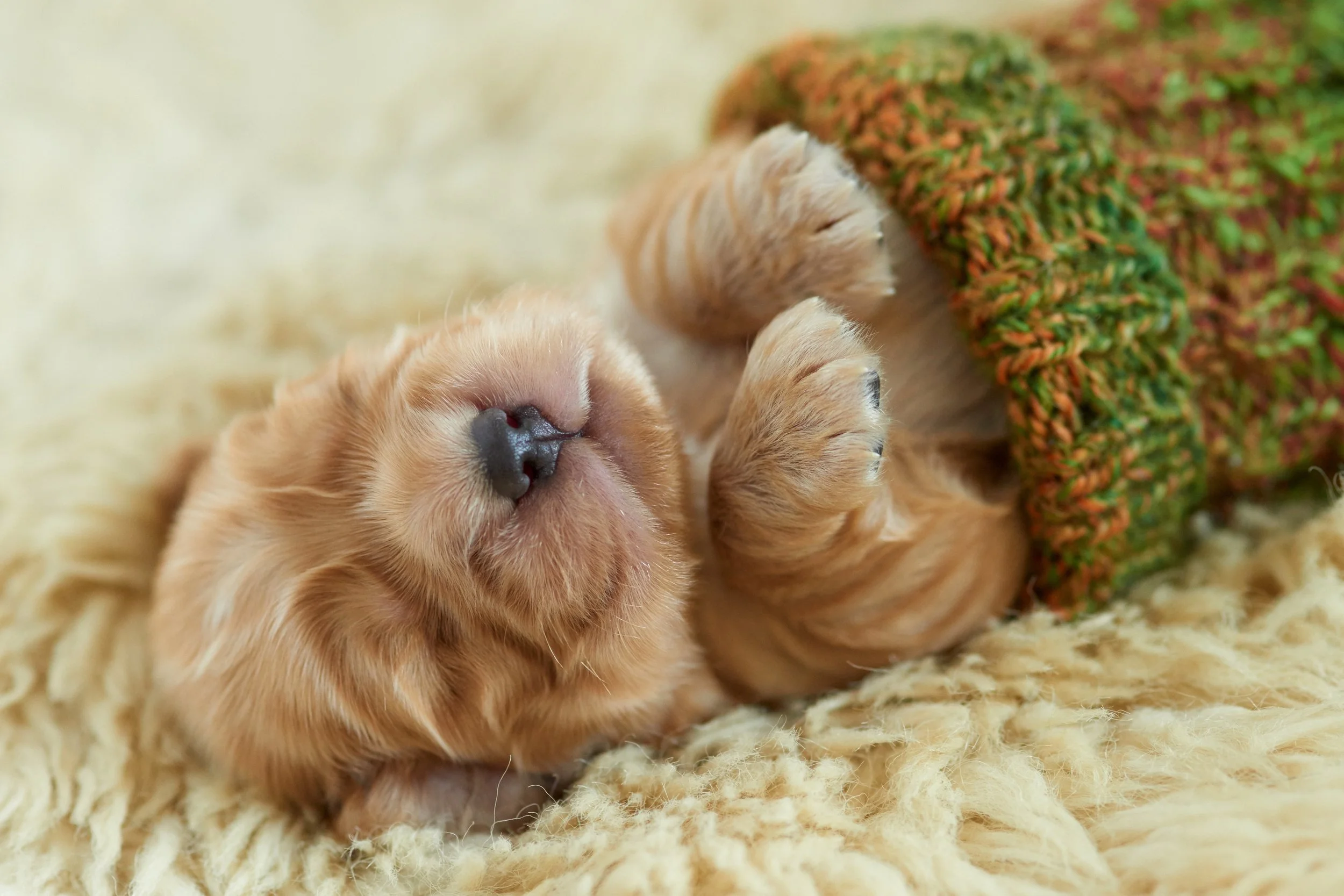 Puppy Head Start (10-16 Weeks) Evening Class