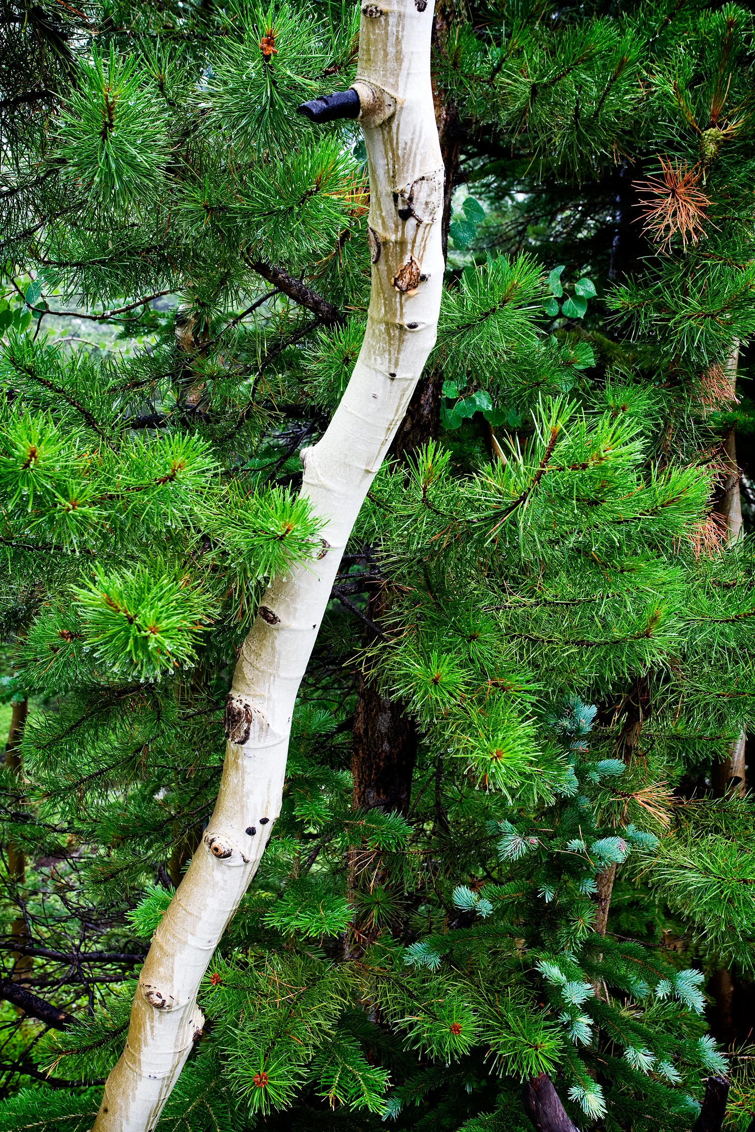 09072150_acr_web.jpg