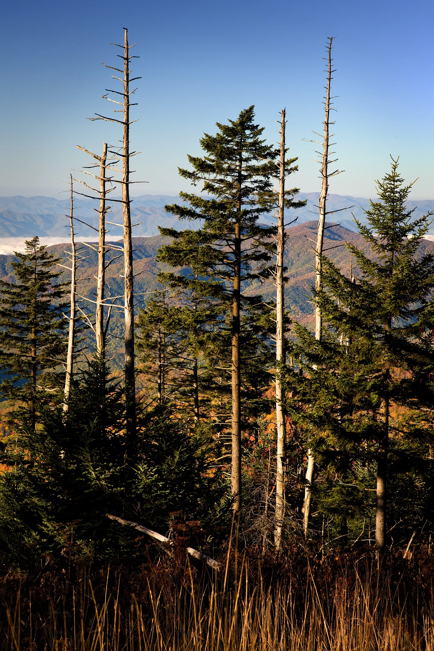 08101549_acr.jpg