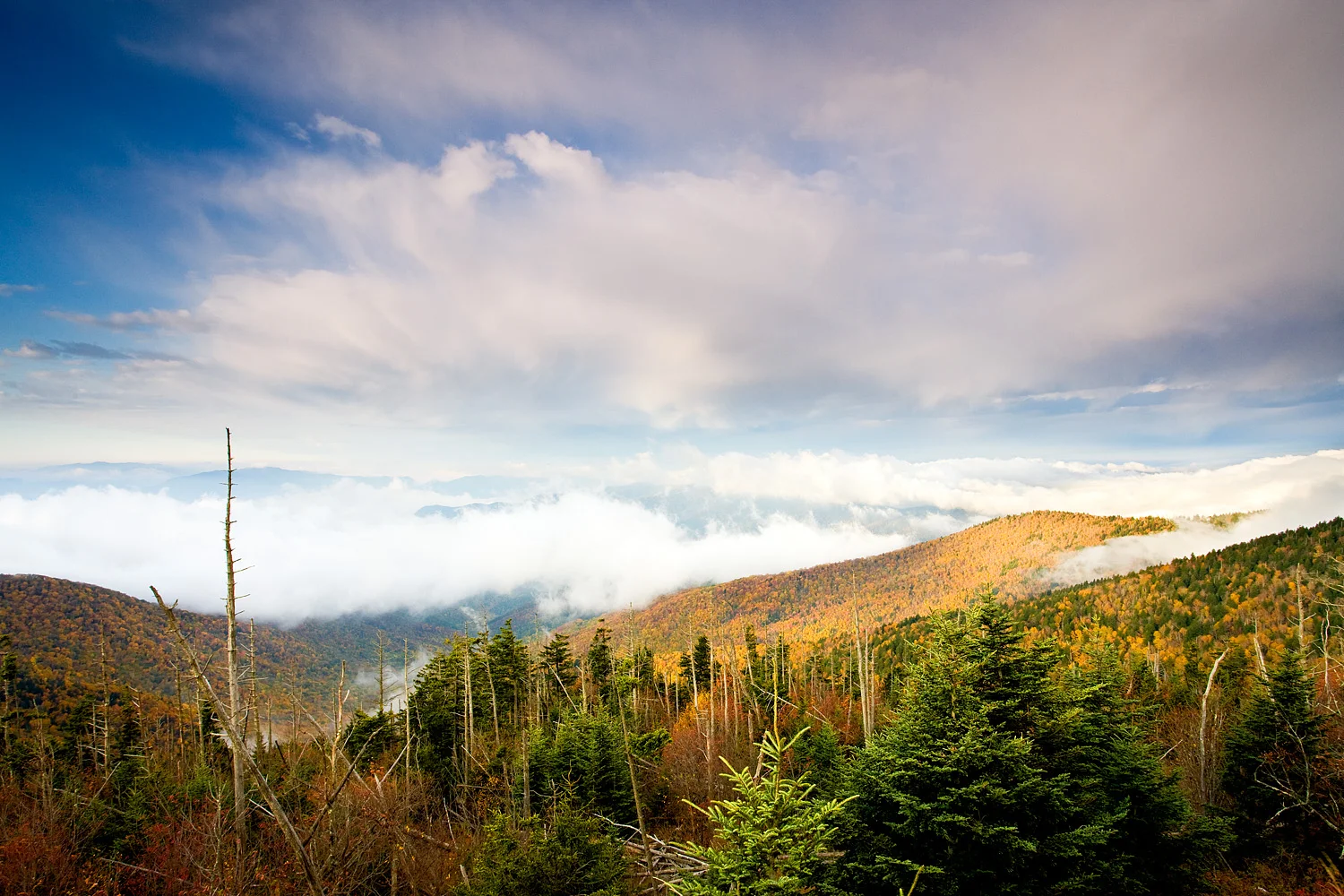 08101364_acr.jpg