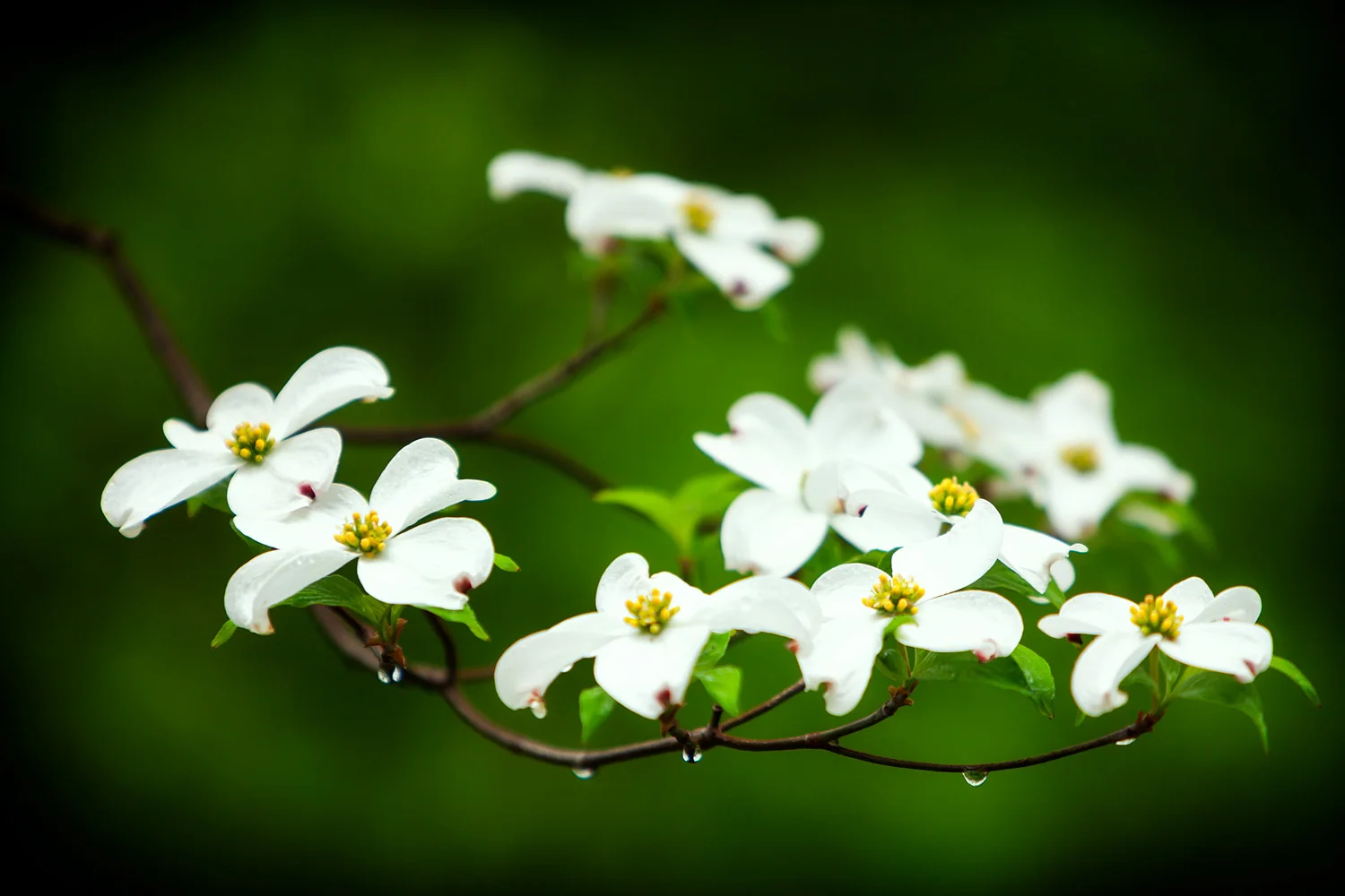 16059462_acr_webglow.jpg