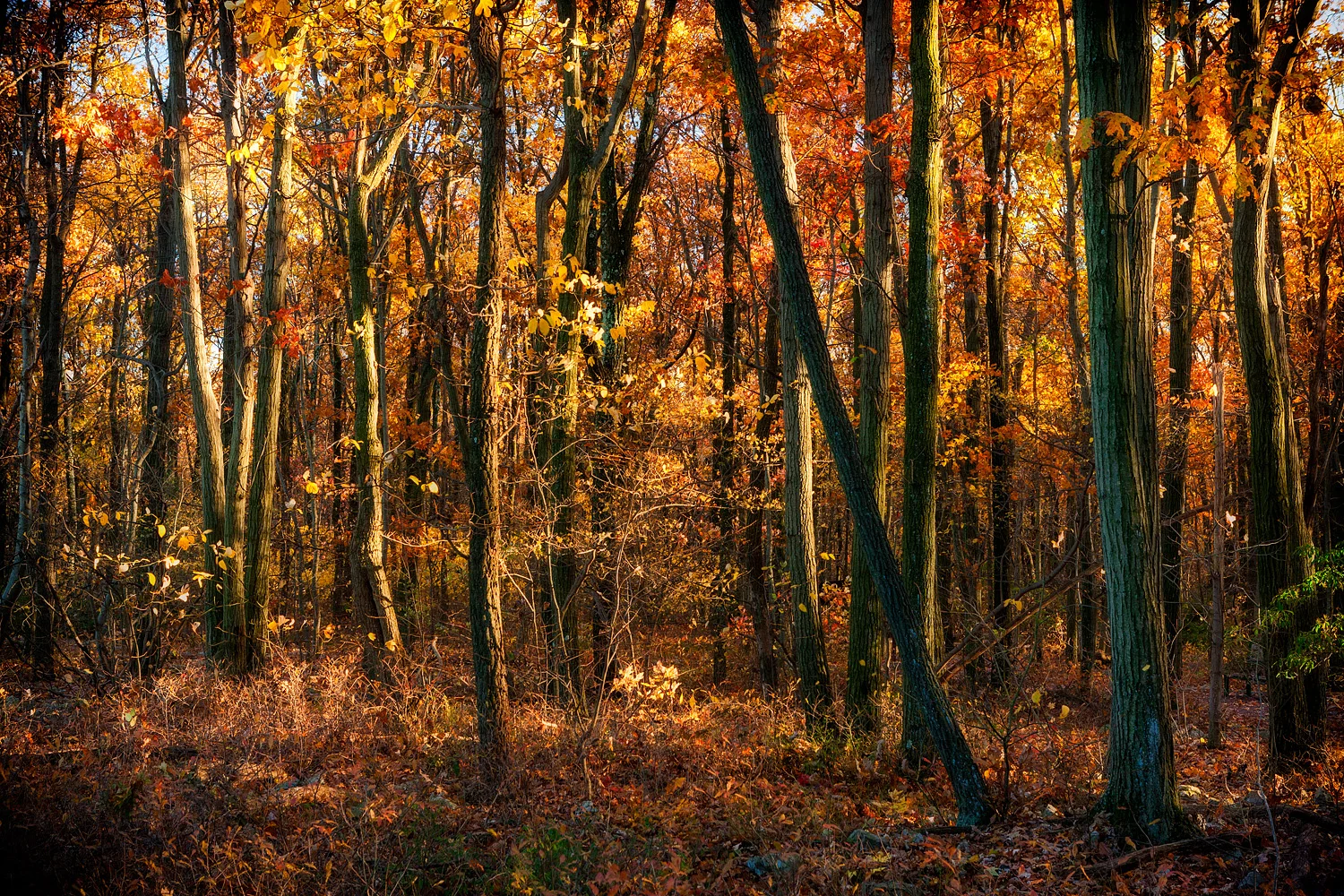 16110698_acr_webglow.jpg