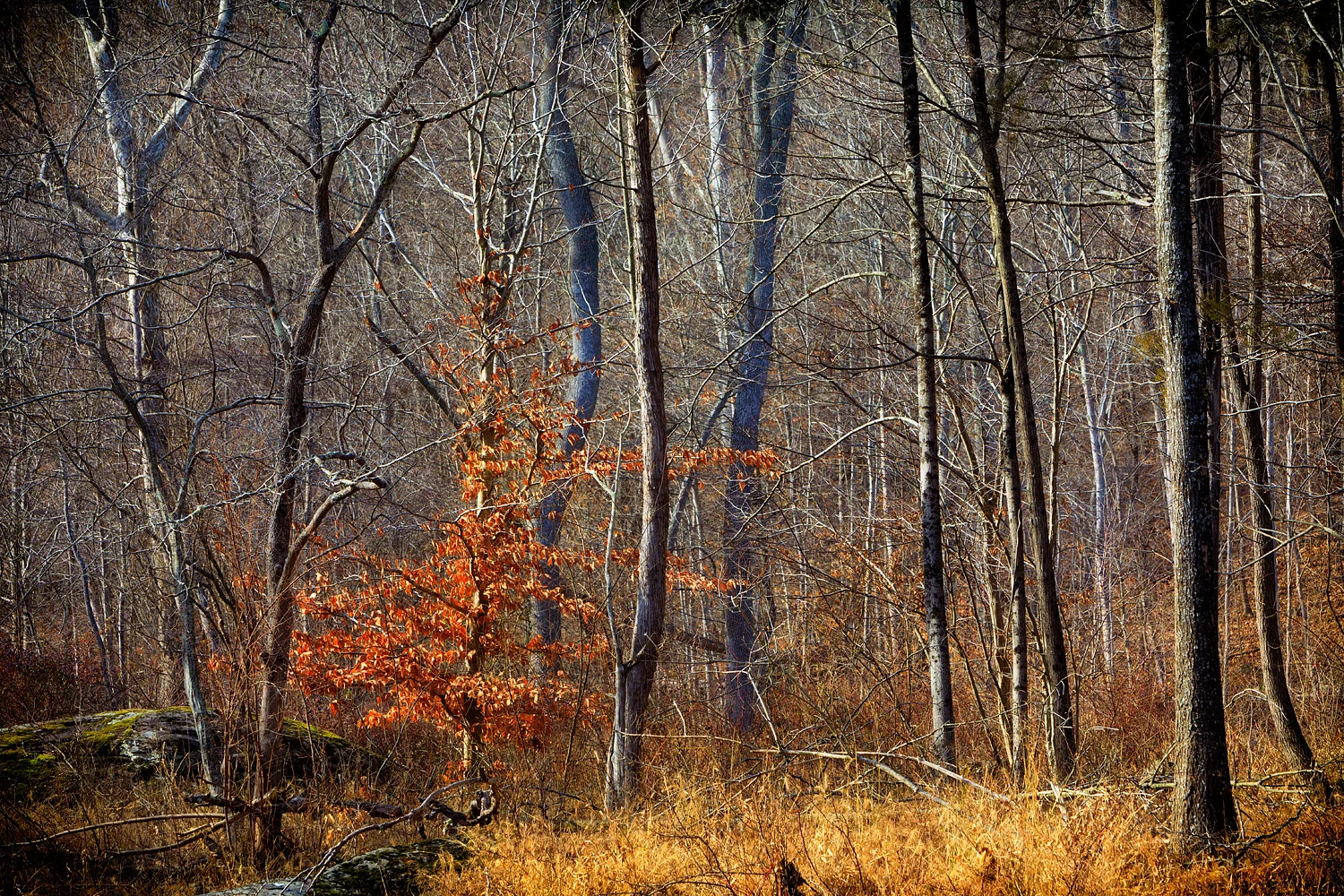 16120133_acr_webglow.jpg