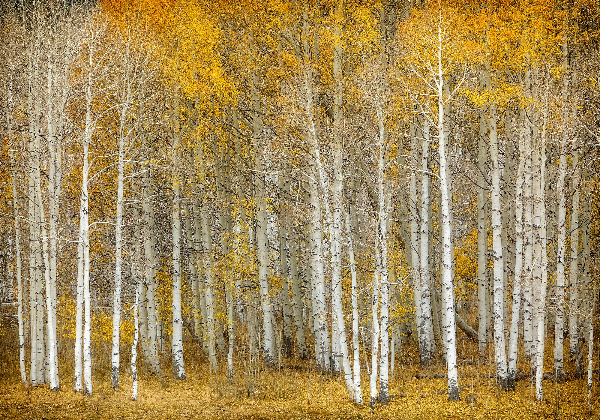 17101722_acr_webglow.jpg