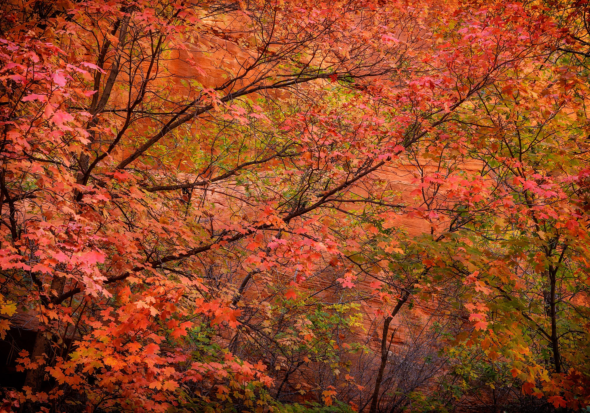 17101413_acr_webglow.jpg