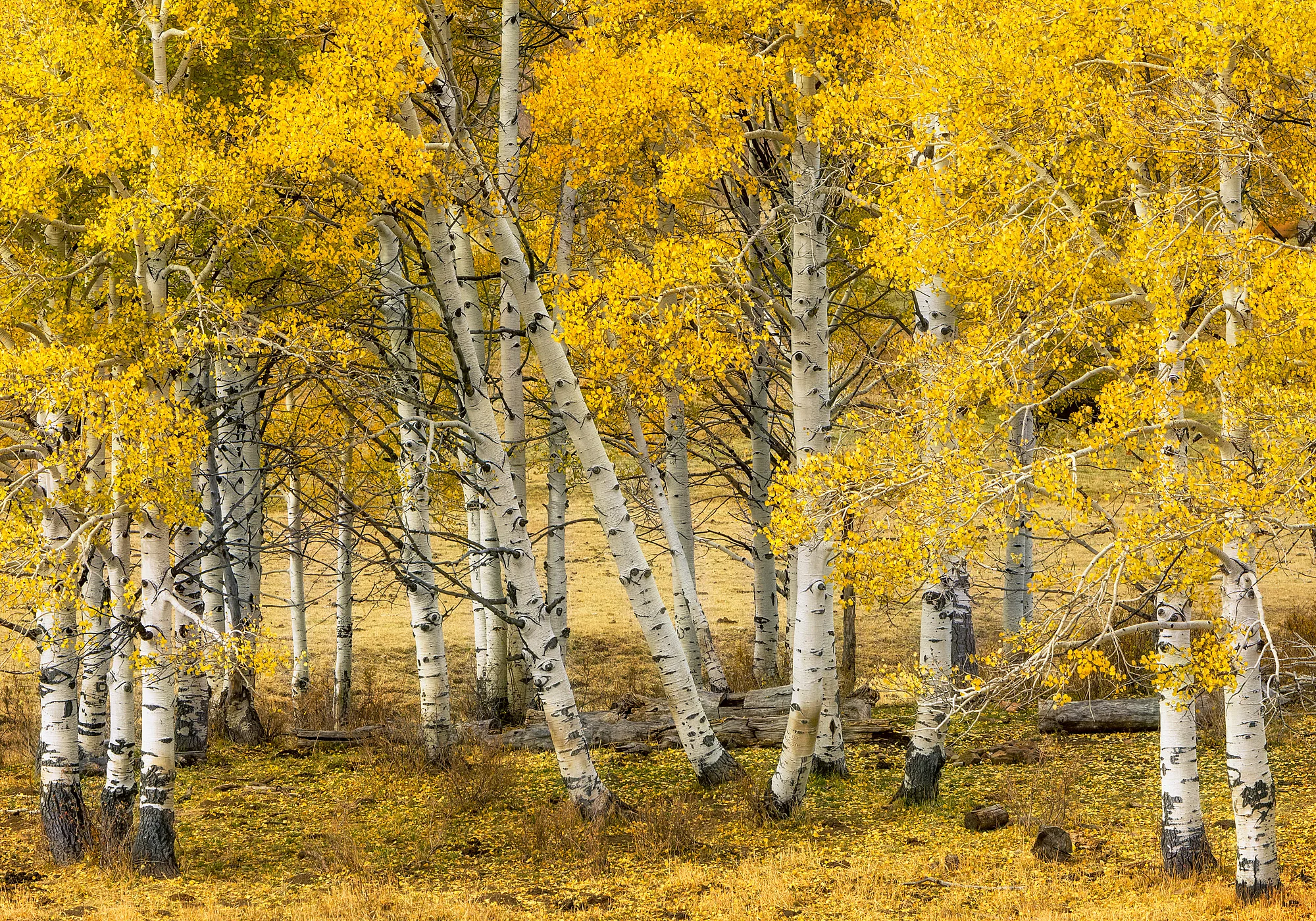 17101707_acr_webglow_ALT.jpg