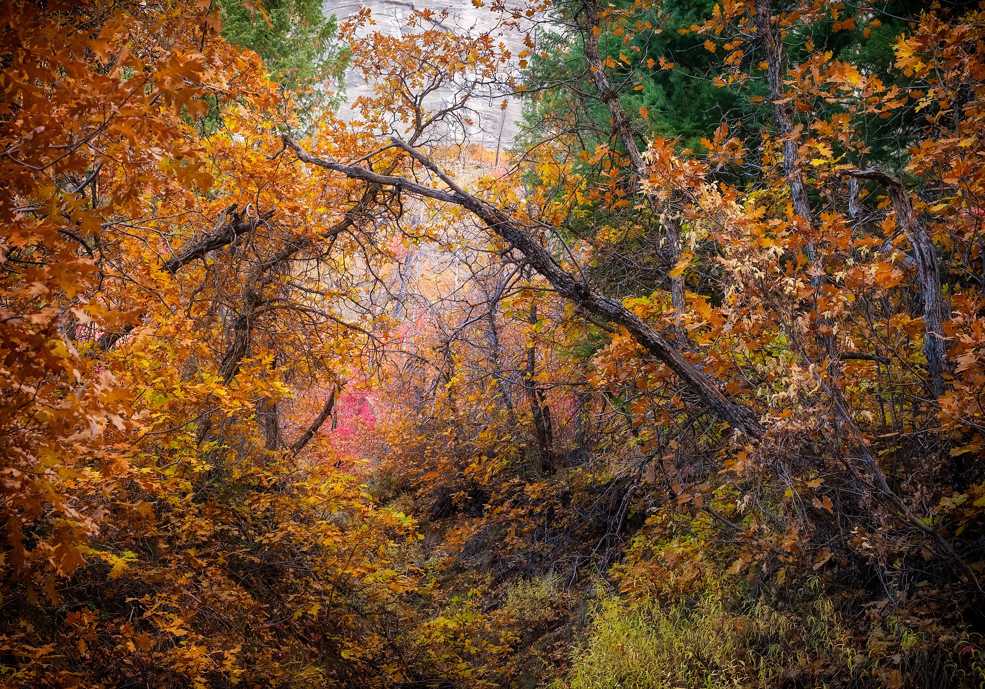 17101303_FujiXT2_IXacr_webglow.jpg