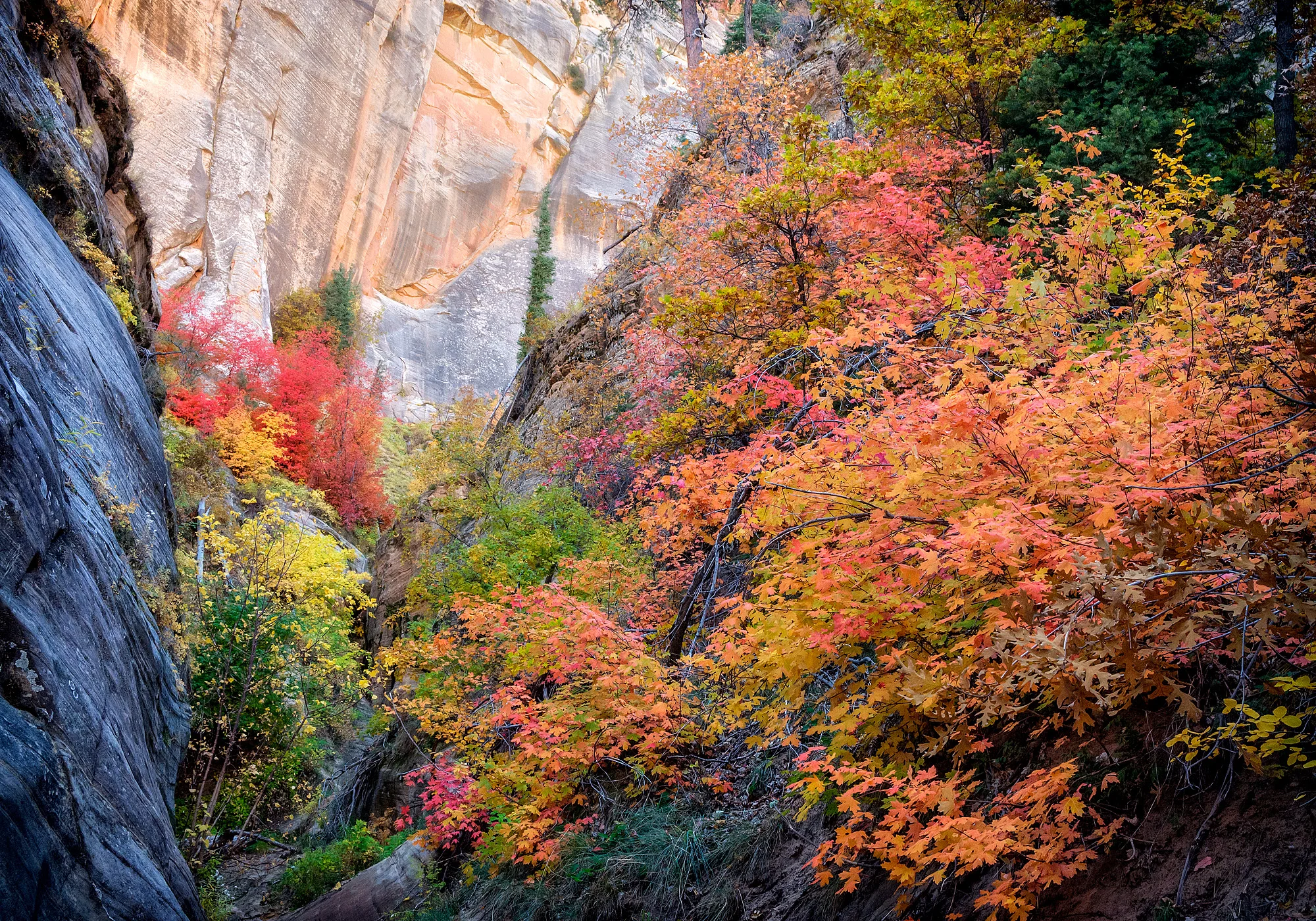 17101290_FujiXT2_IXacr_webglow.jpg