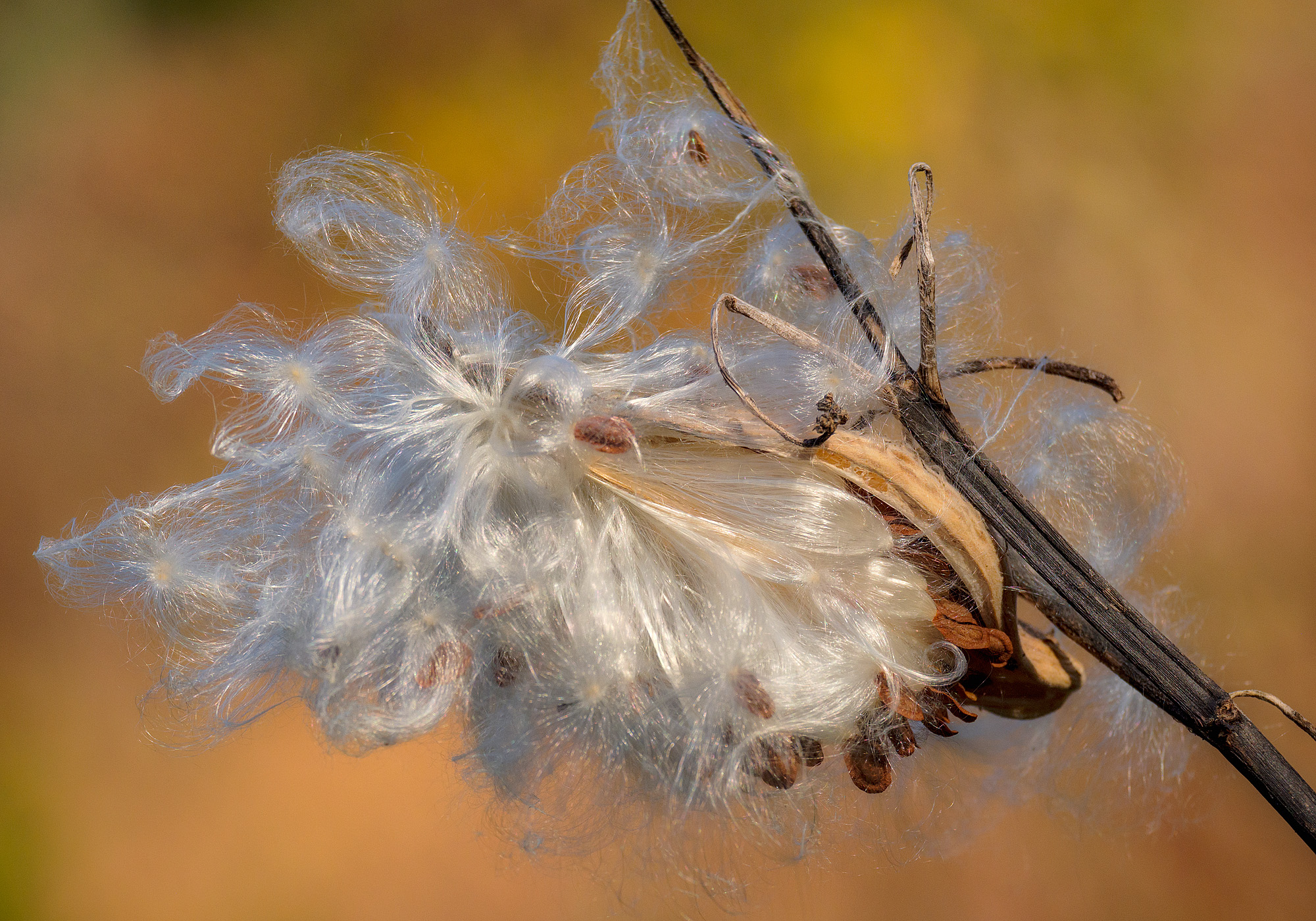 17101106_FujiXT2_IXacr_webglow.jpg
