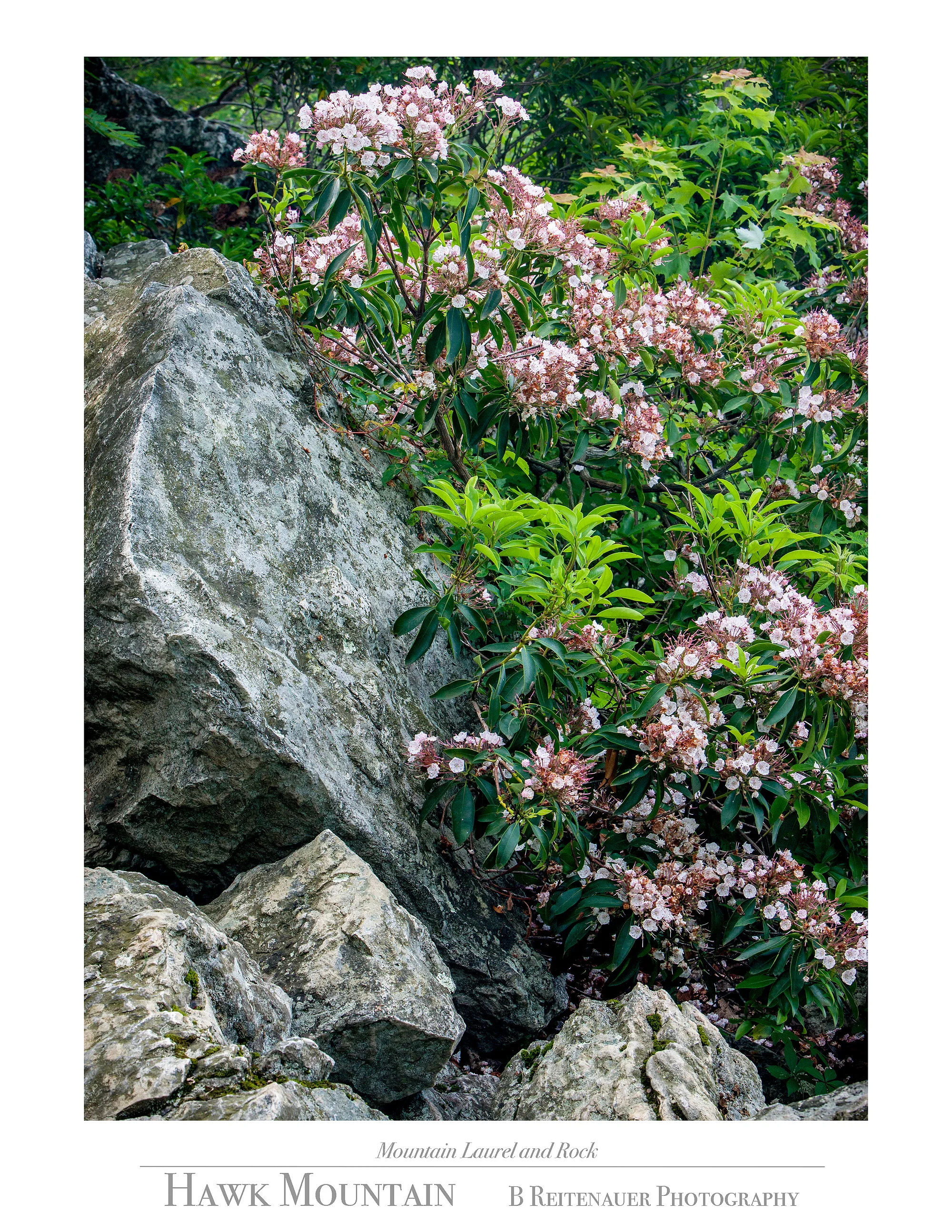 5 - 13066106 - Mountain Laurel and Rock.jpg