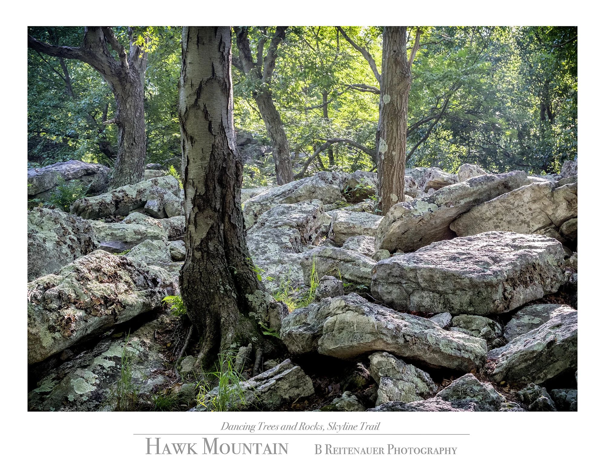 7 - 15071526 - Dancing Trees and Rocks Skyline Trail.jpg