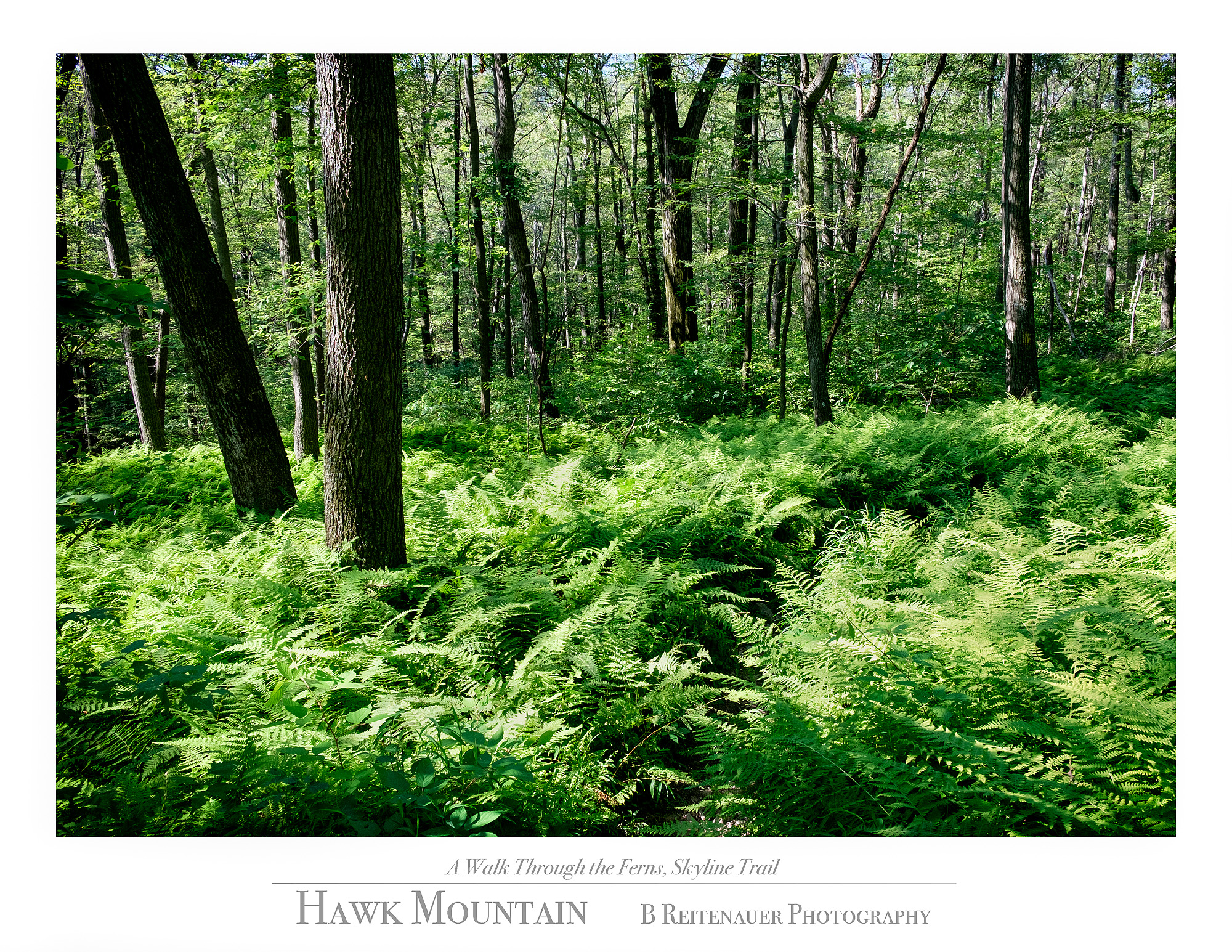 10 - 15071540 - A Walk Through the Ferns Skyline Trail.jpg
