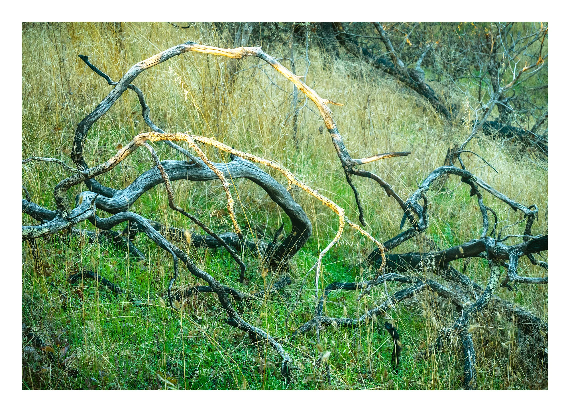 18111828_SonyA7iii_acr_webglow.jpg