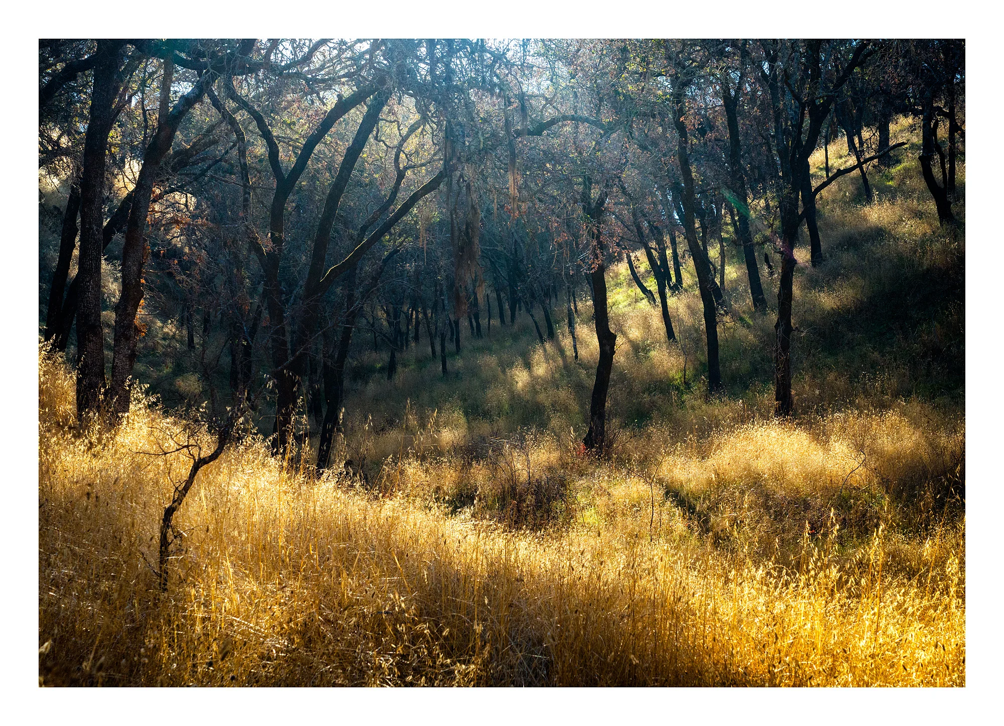 18111889_SonyA7iii_acr_webglow.jpg
