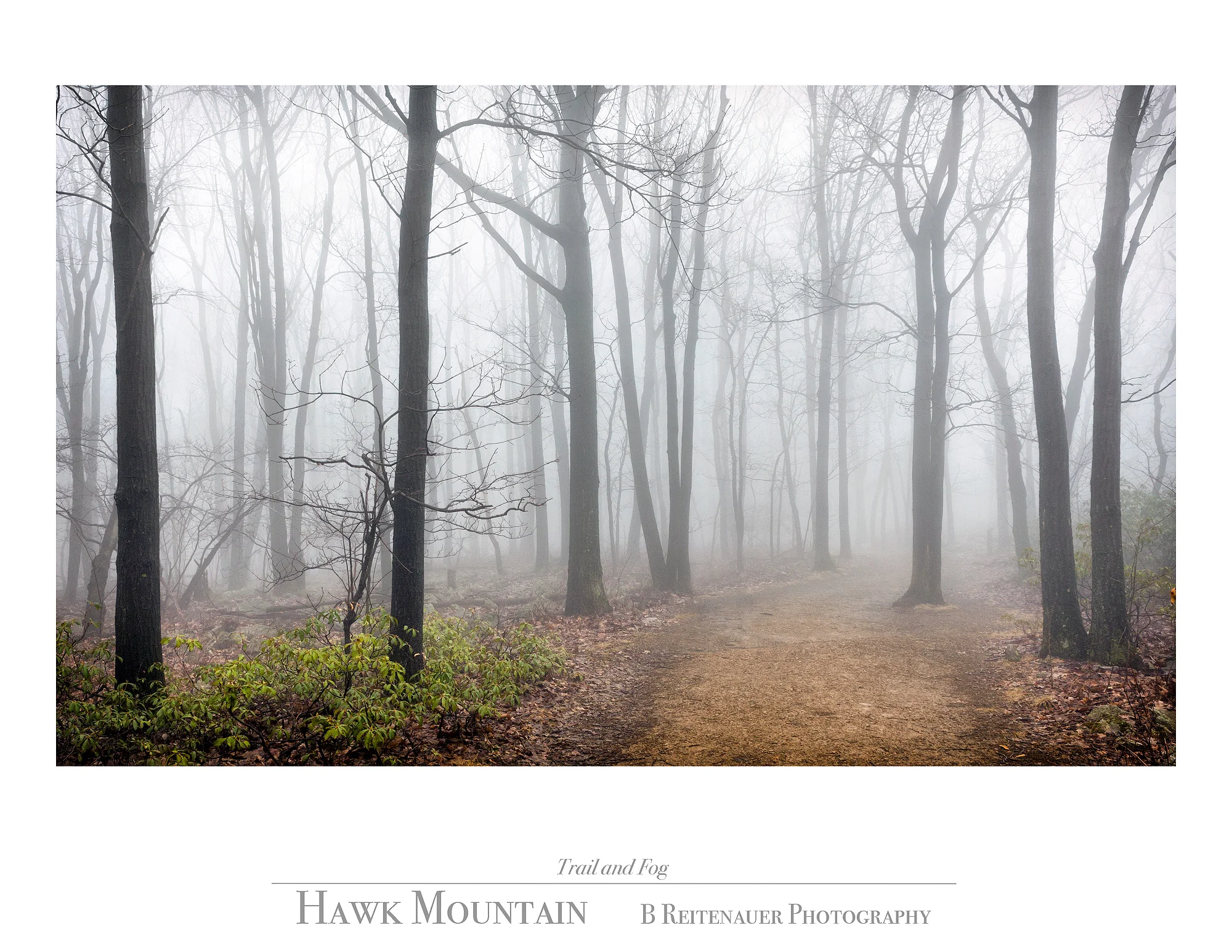 11 - 09031788 - Trail and Fog.jpg