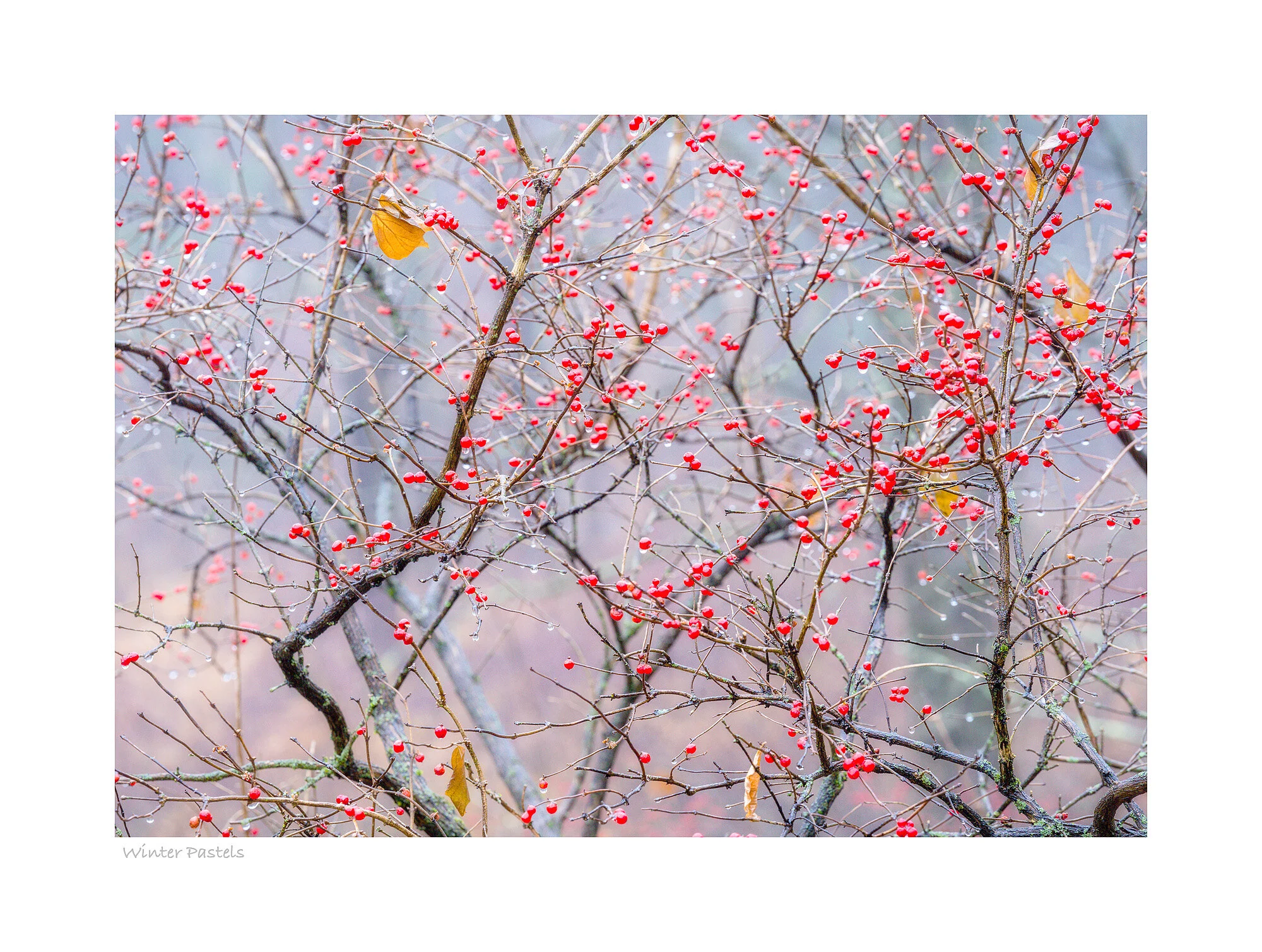 19121301_SonyA7R3_Master.jpg