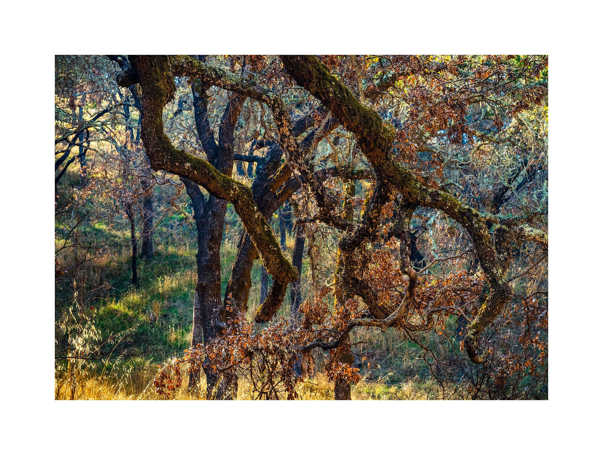 18111888_SonyA7iii_acr_webglow.jpg