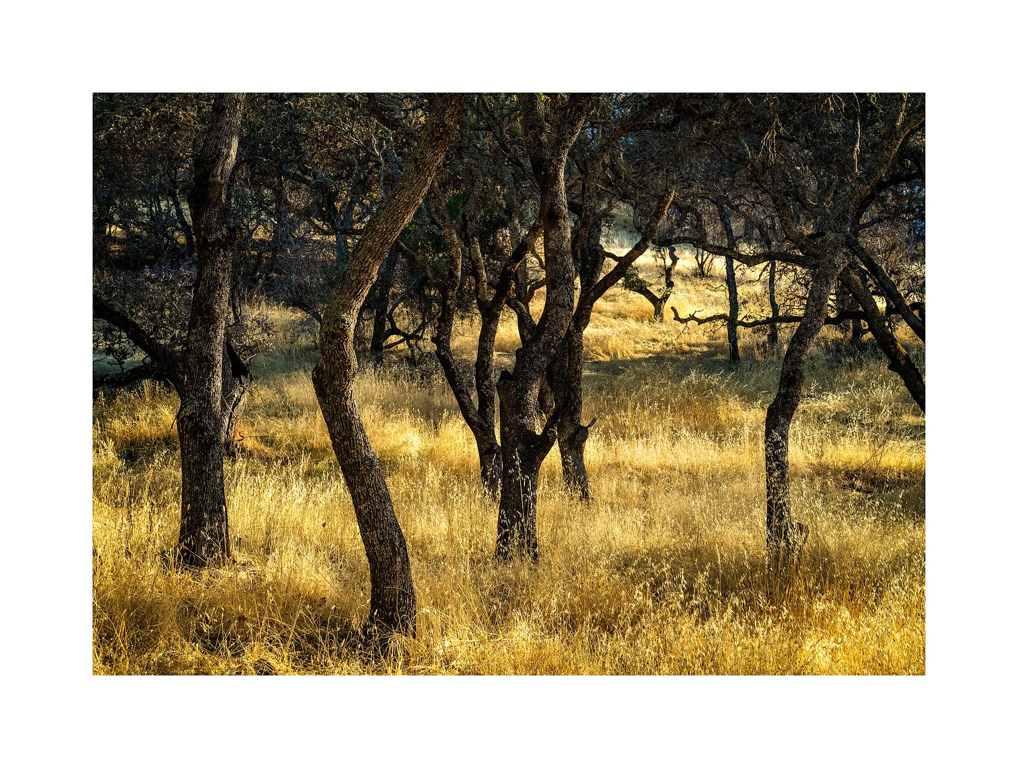 18111876_SonyA7iii_acr_webglow.jpg