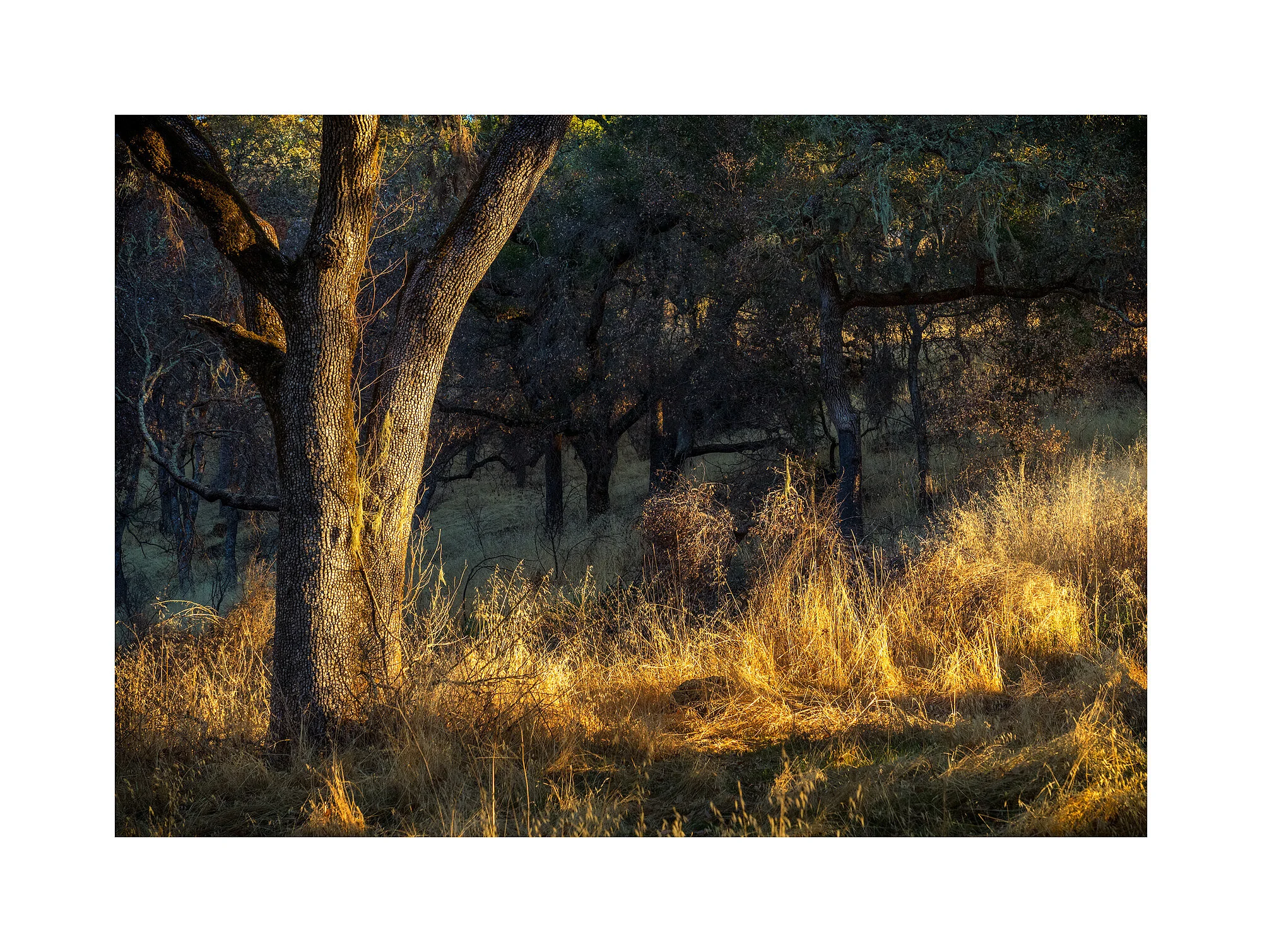 18111697_SonyA7iii_acr_webglow.jpg