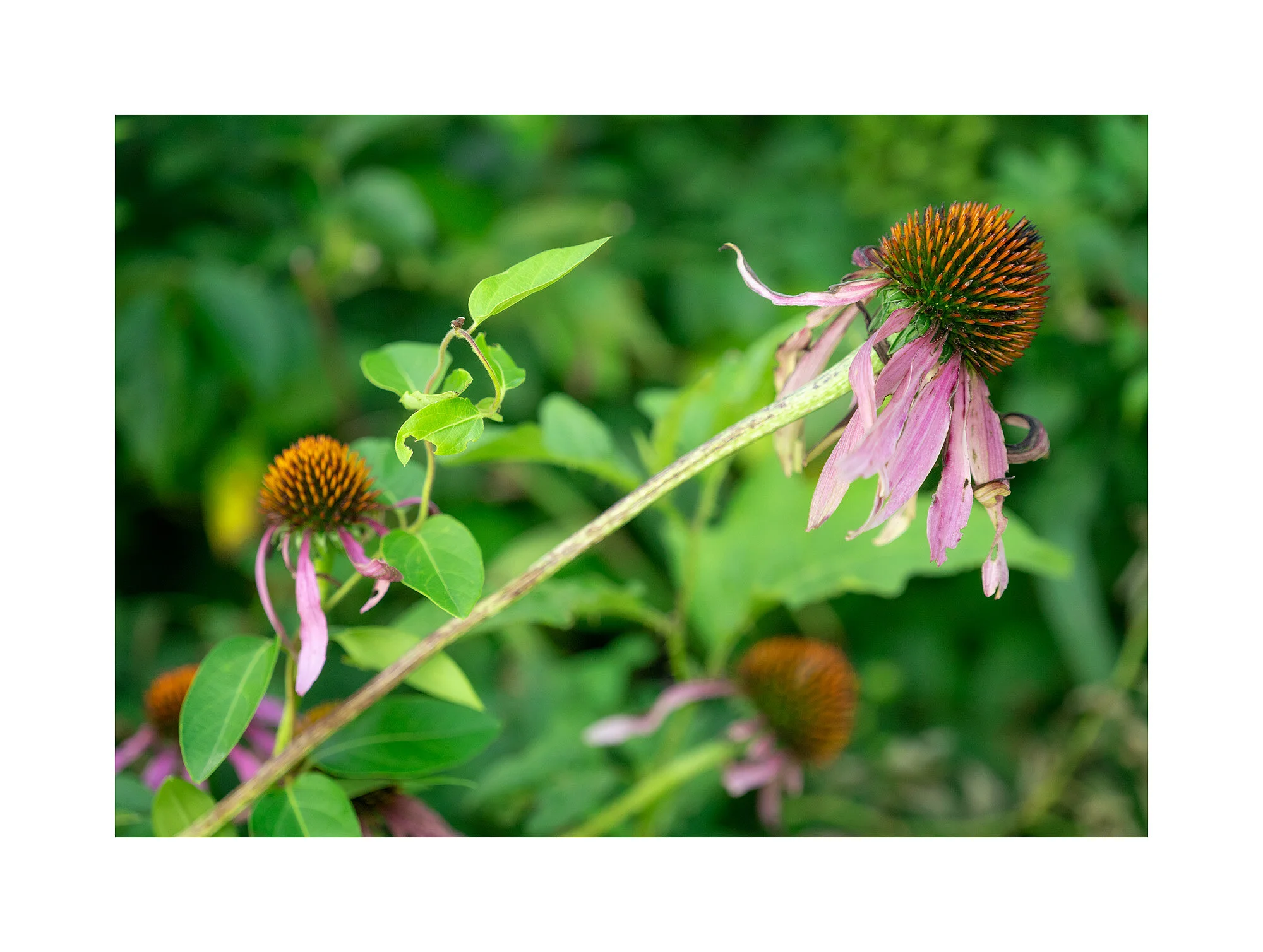 18080631_SonyA7iii_acr_webglow.jpg