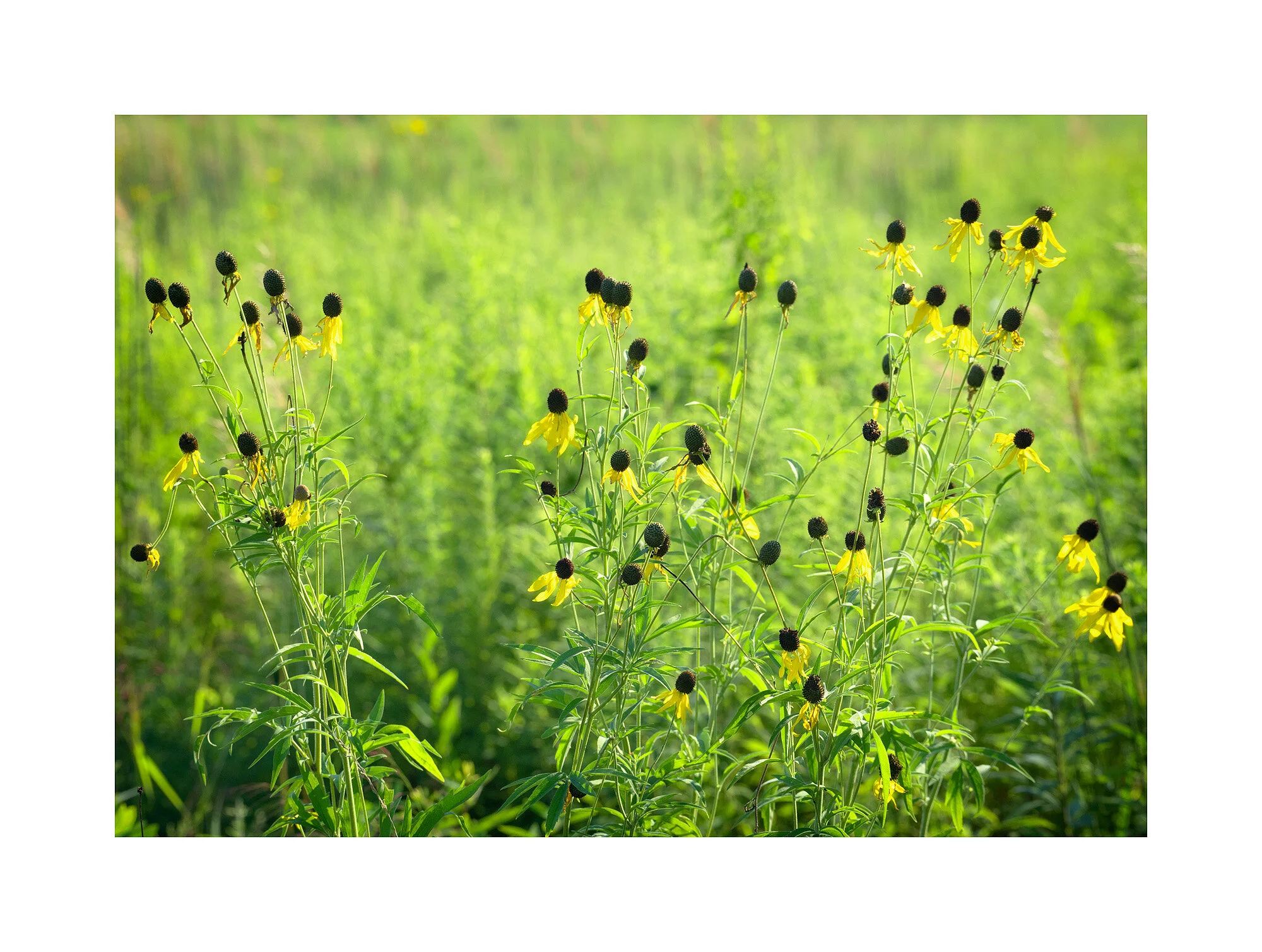 18080633_SonyA7iii_acr_webglow.jpg