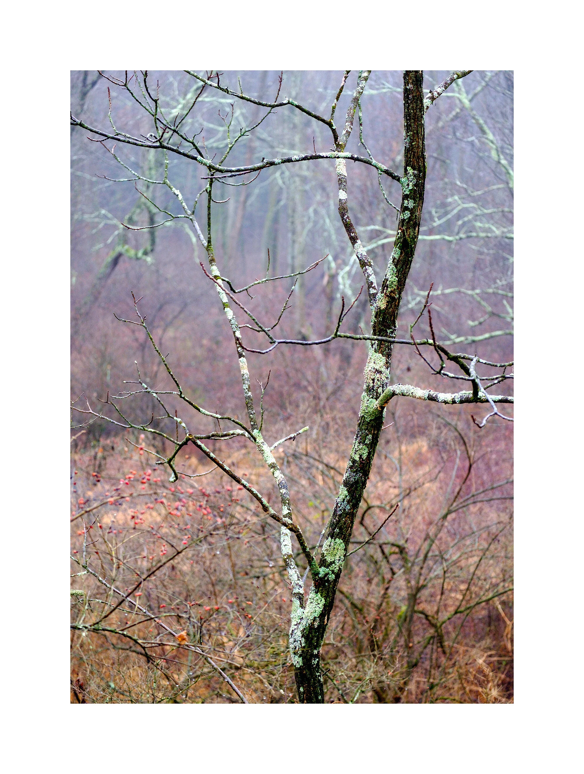 15122367_FujiXT1_acr_webglow.jpg