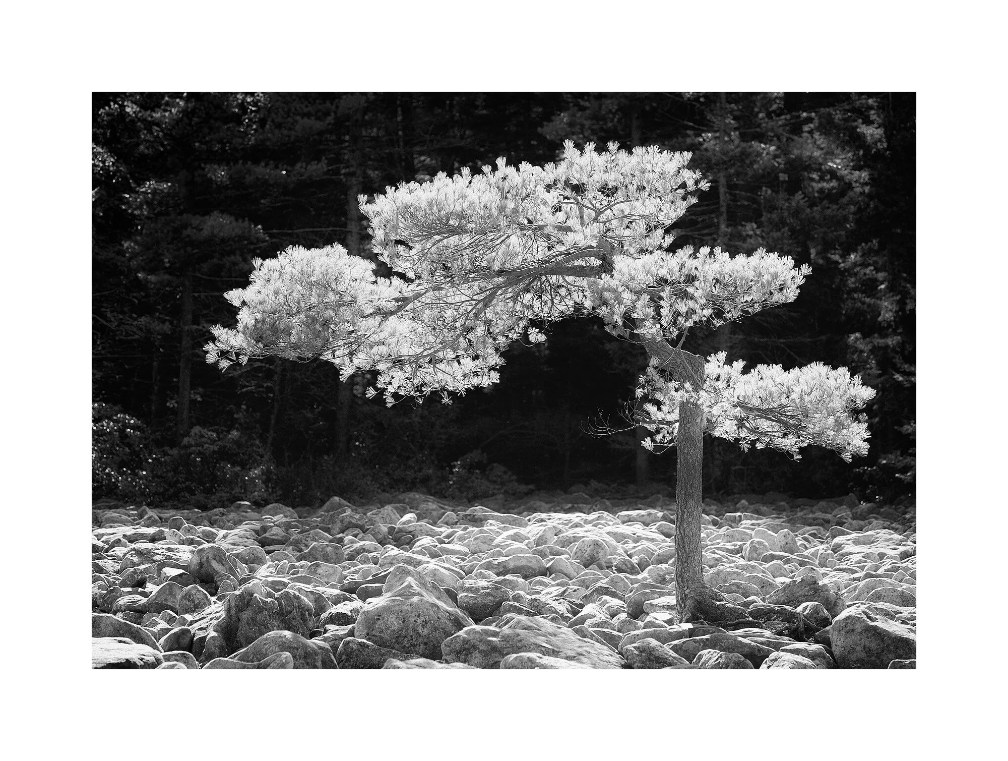03110055_BWMaster.jpg