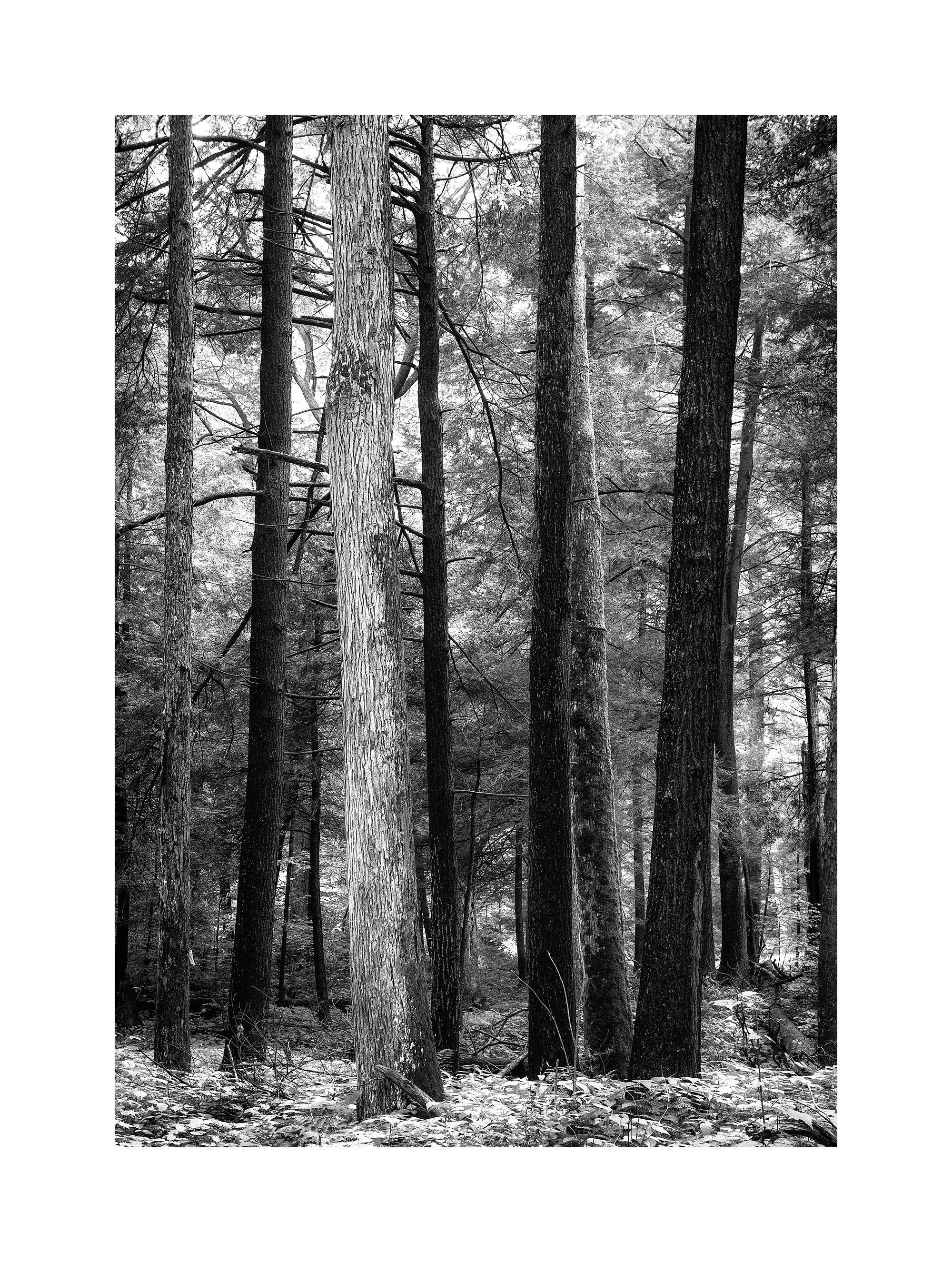 04051523_BWMaster.jpg