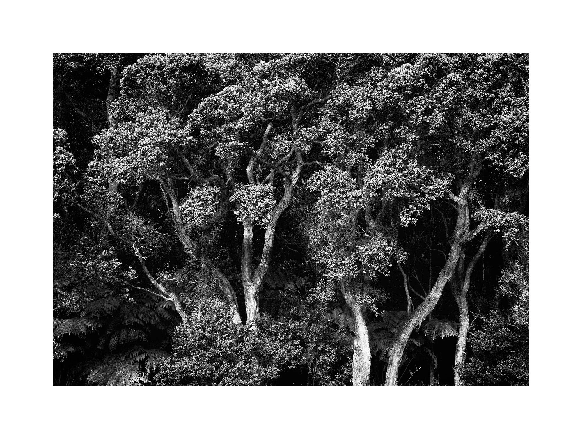 08070699_BWMaster.jpg