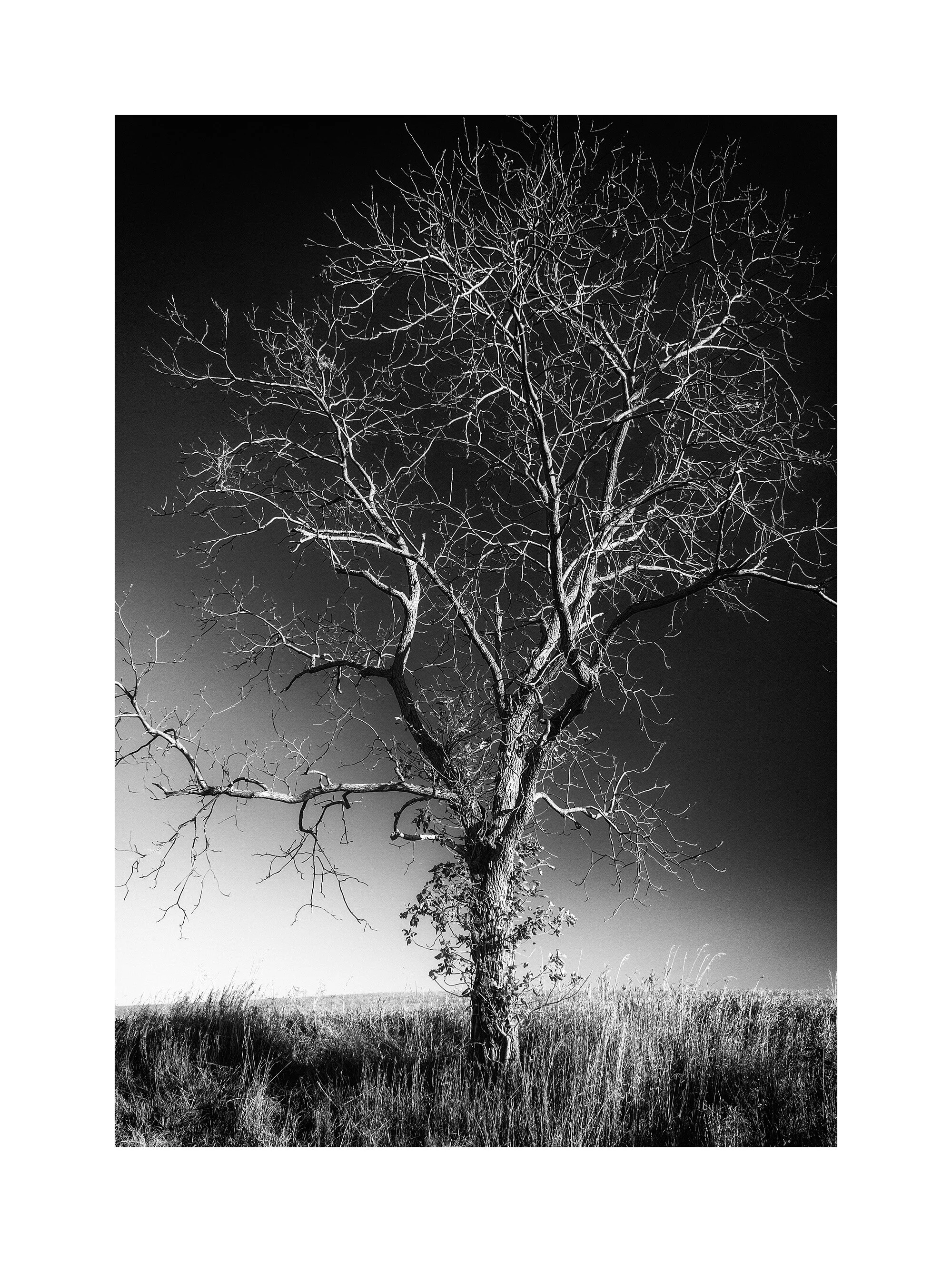 10100986_Xsi_BWMaster.jpg