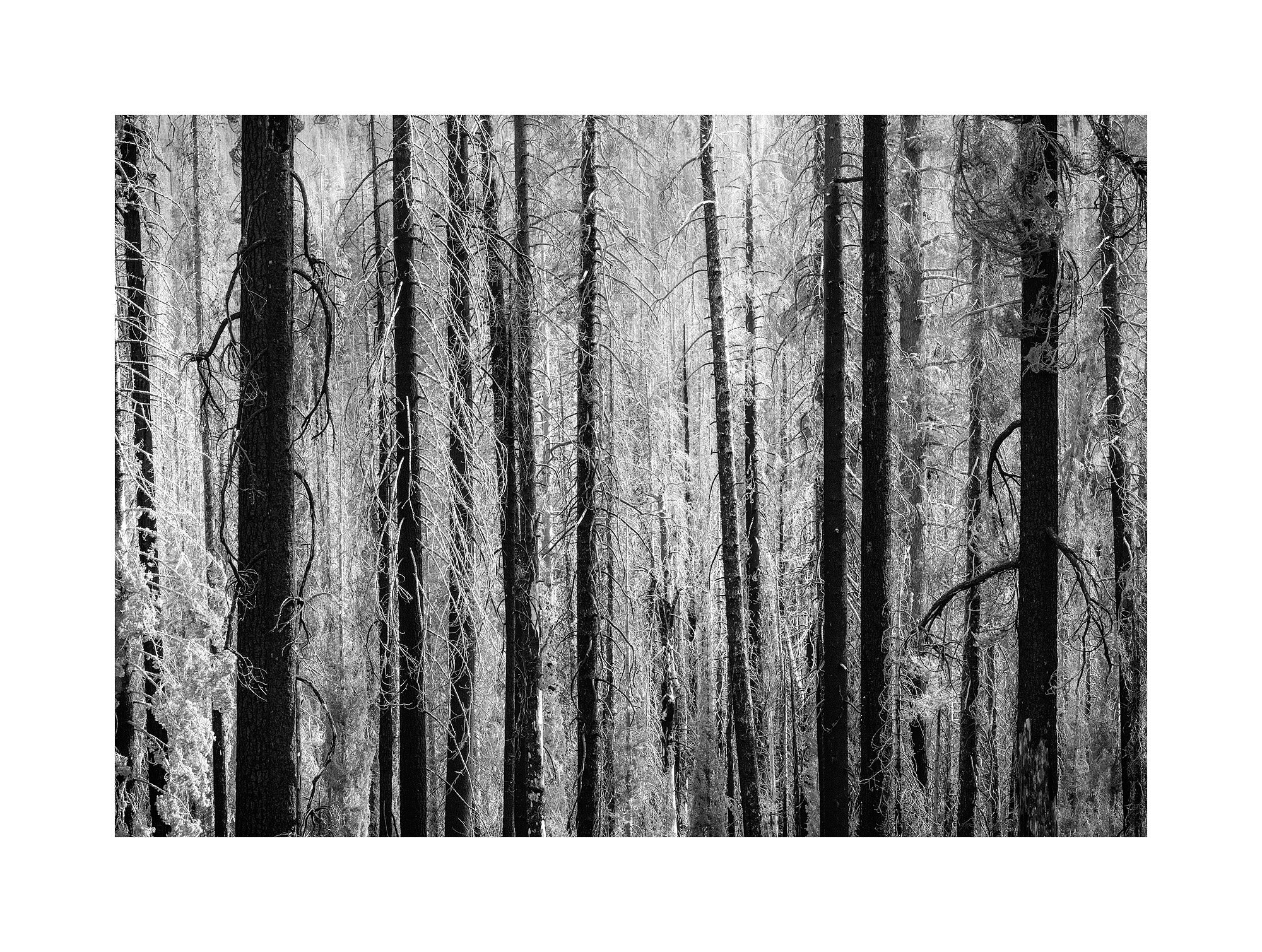 14077201_acr_bw.jpg