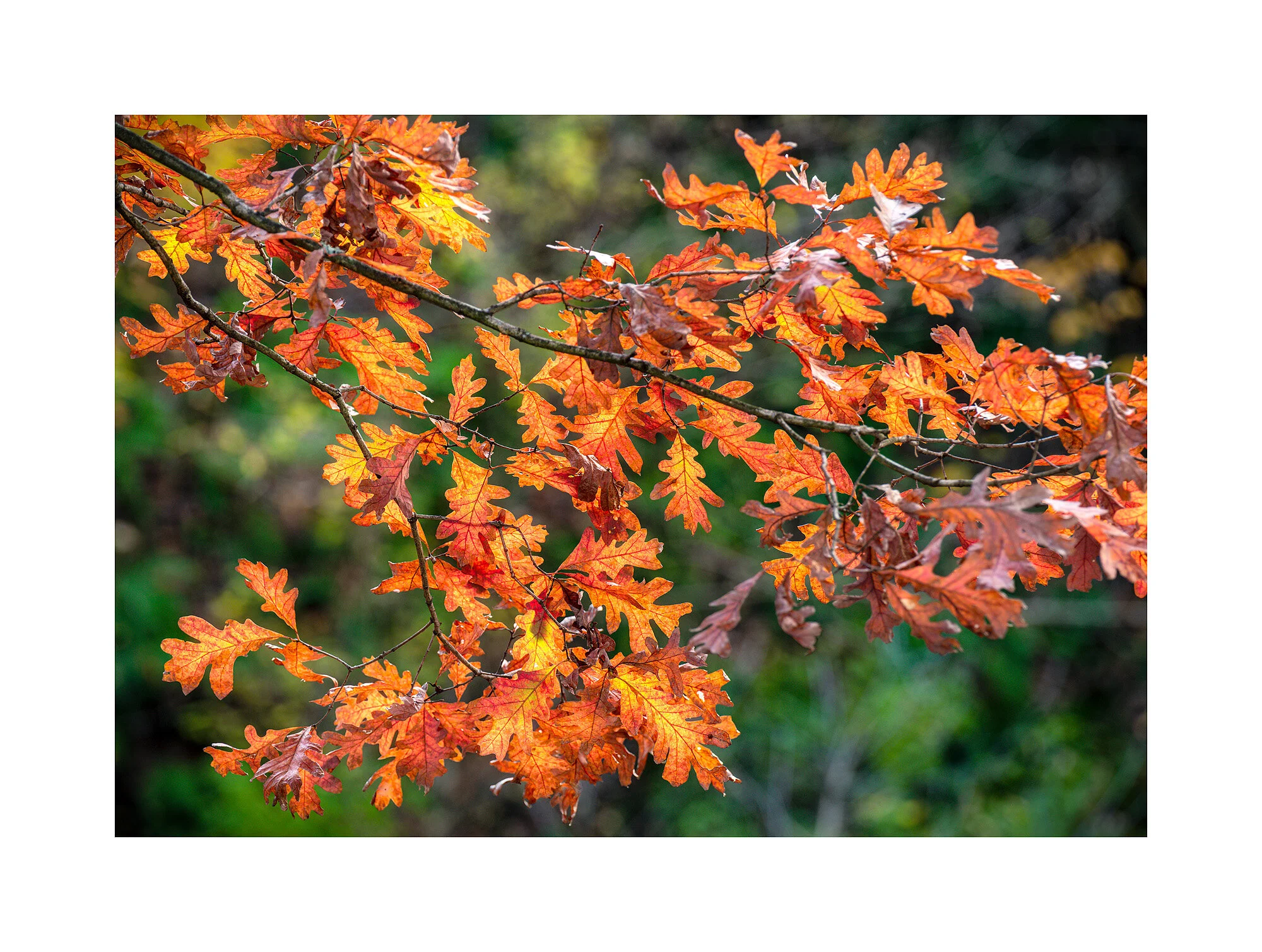 19101117_SonyA7R3_PSMaster.jpg