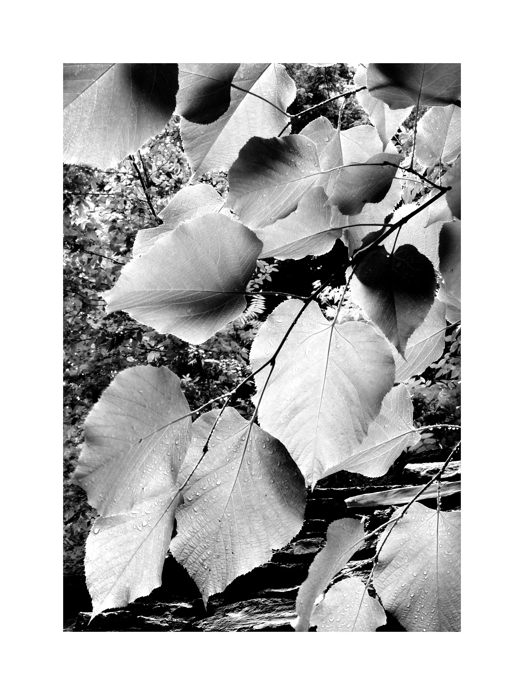 01060753_BWMaster.jpg