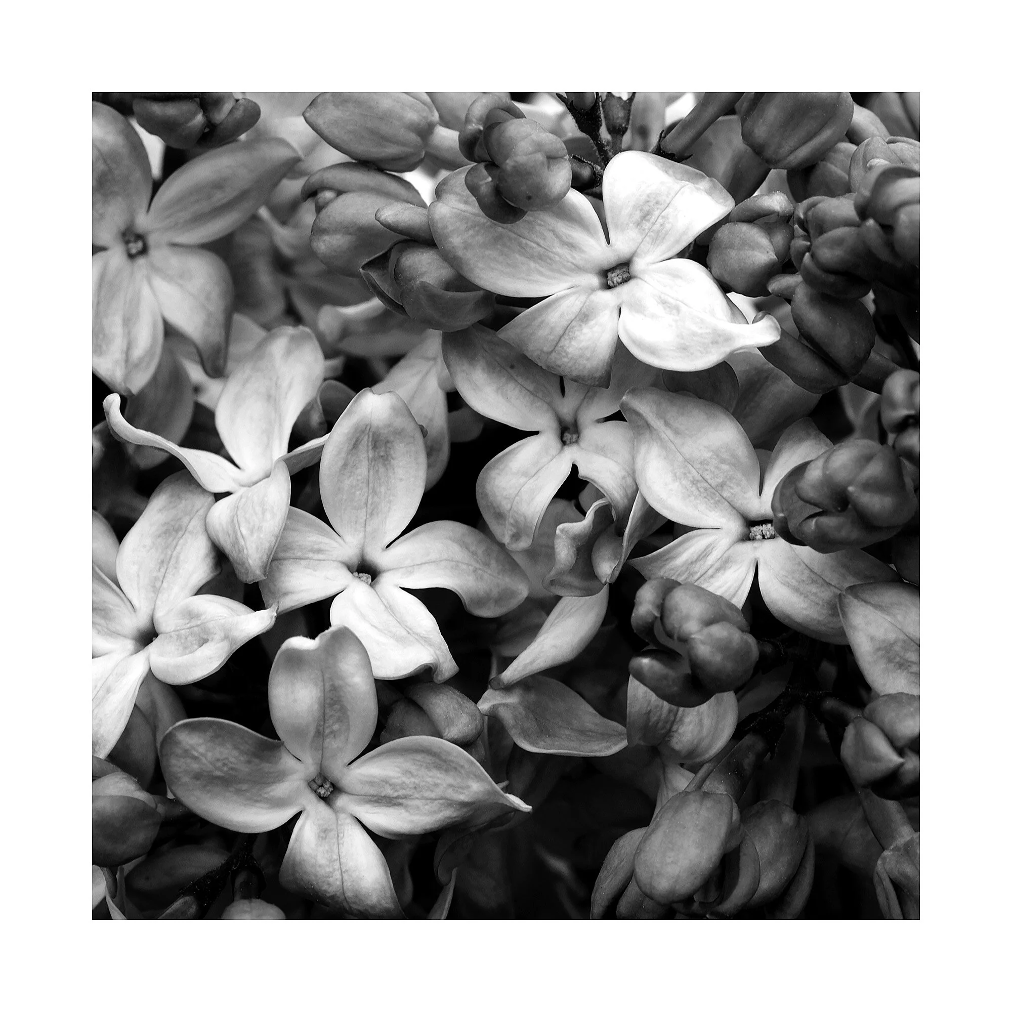 02040641_BWMaster.jpg