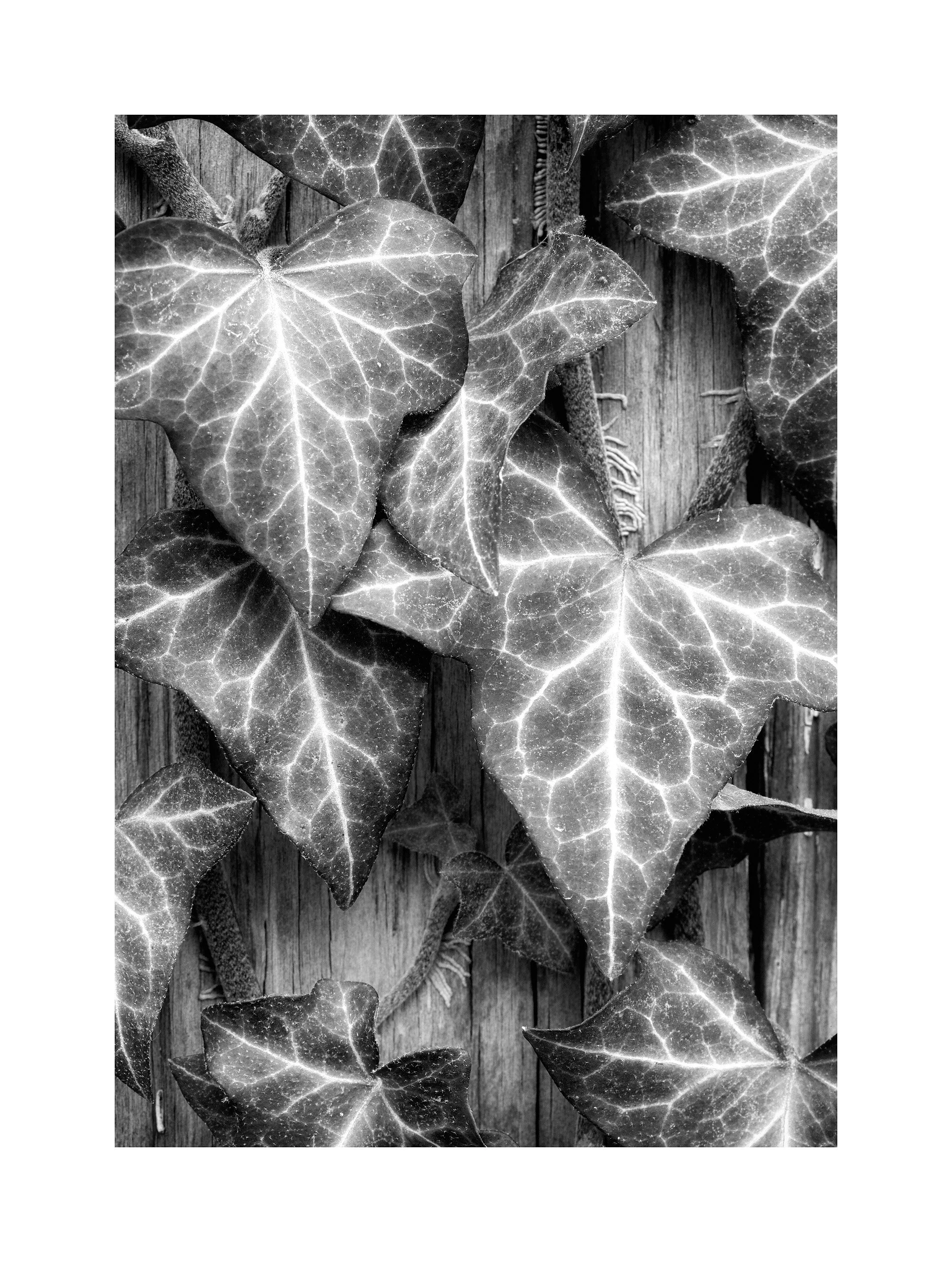 05022960_BWMaster.jpg
