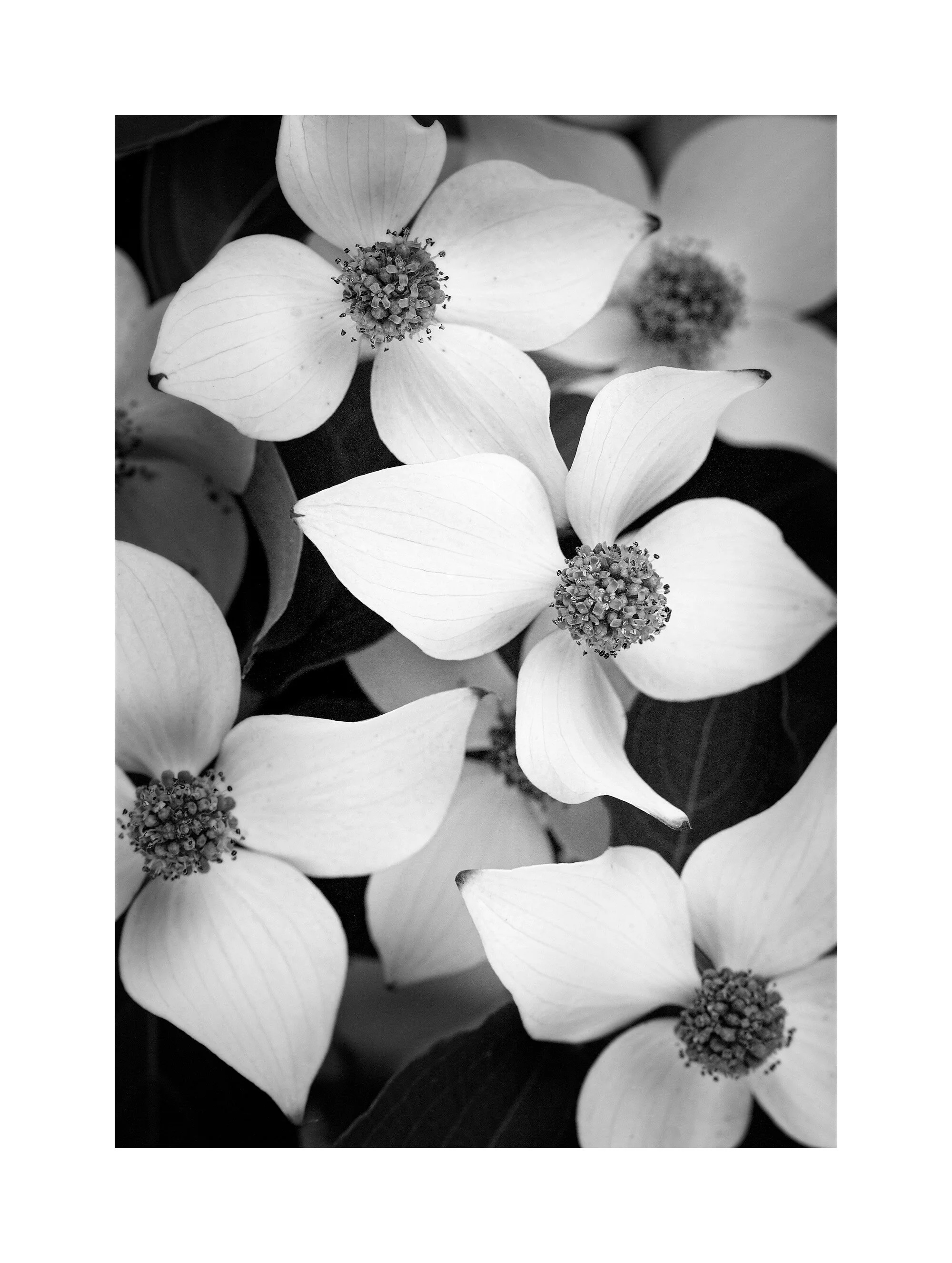 05063313_BWMaster.jpg