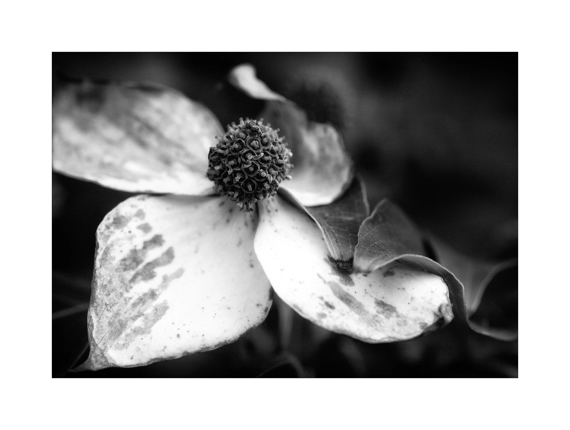 15068308_acr_bw_WEBGLOW.jpg