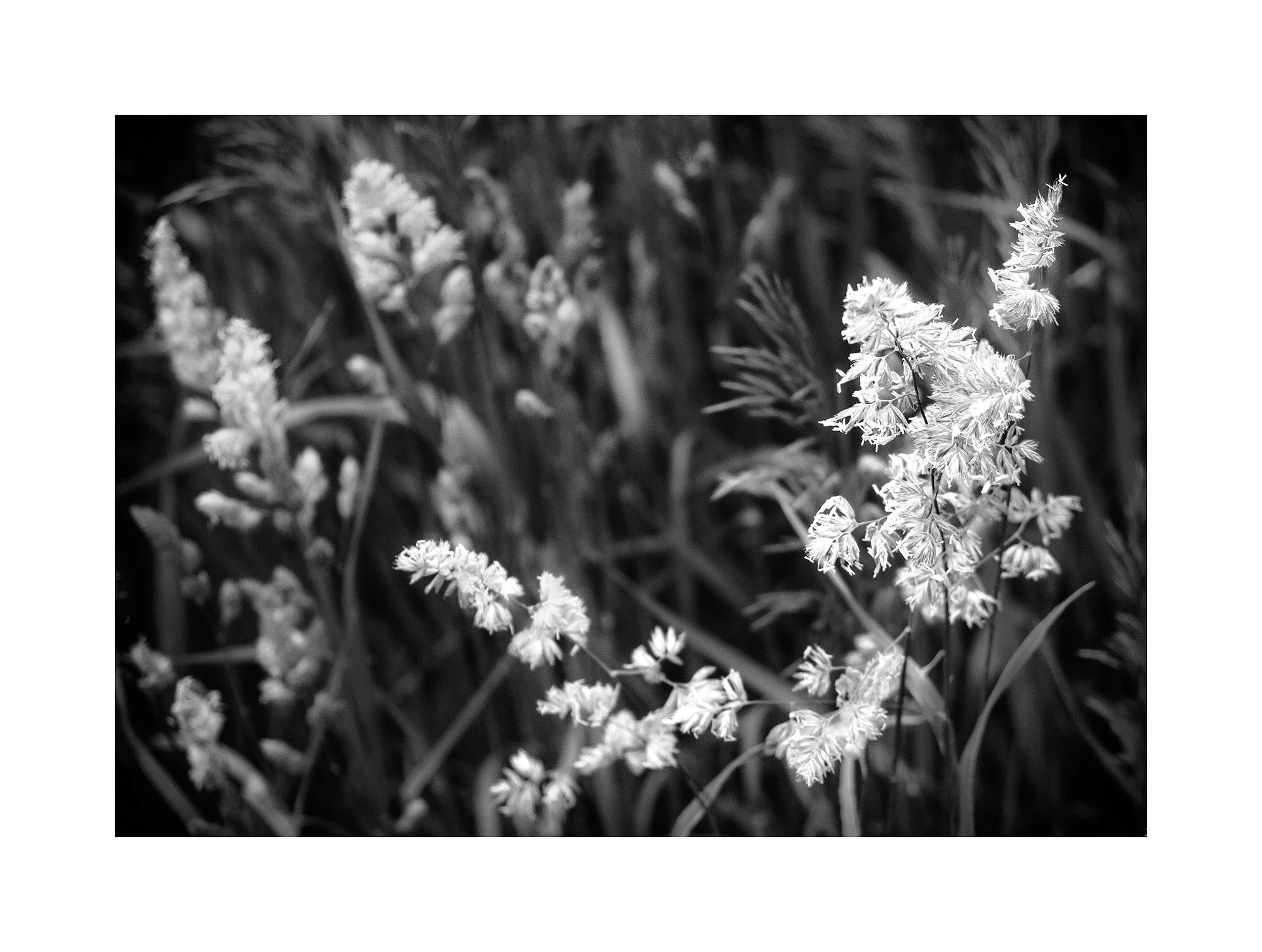 17050781_FujiXT2_BWMaster.jpg