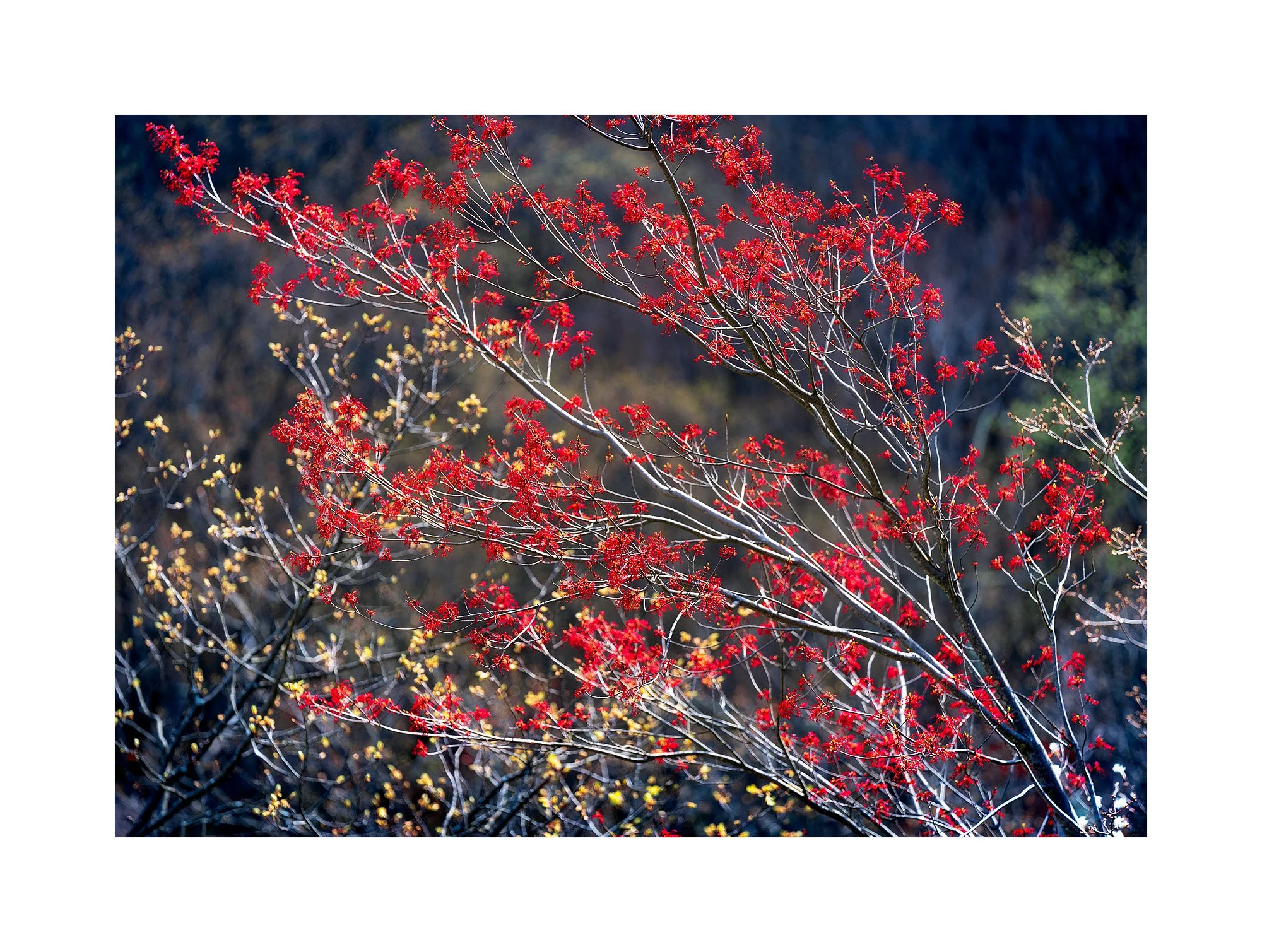21043113_SonyA7R3_Master.jpg