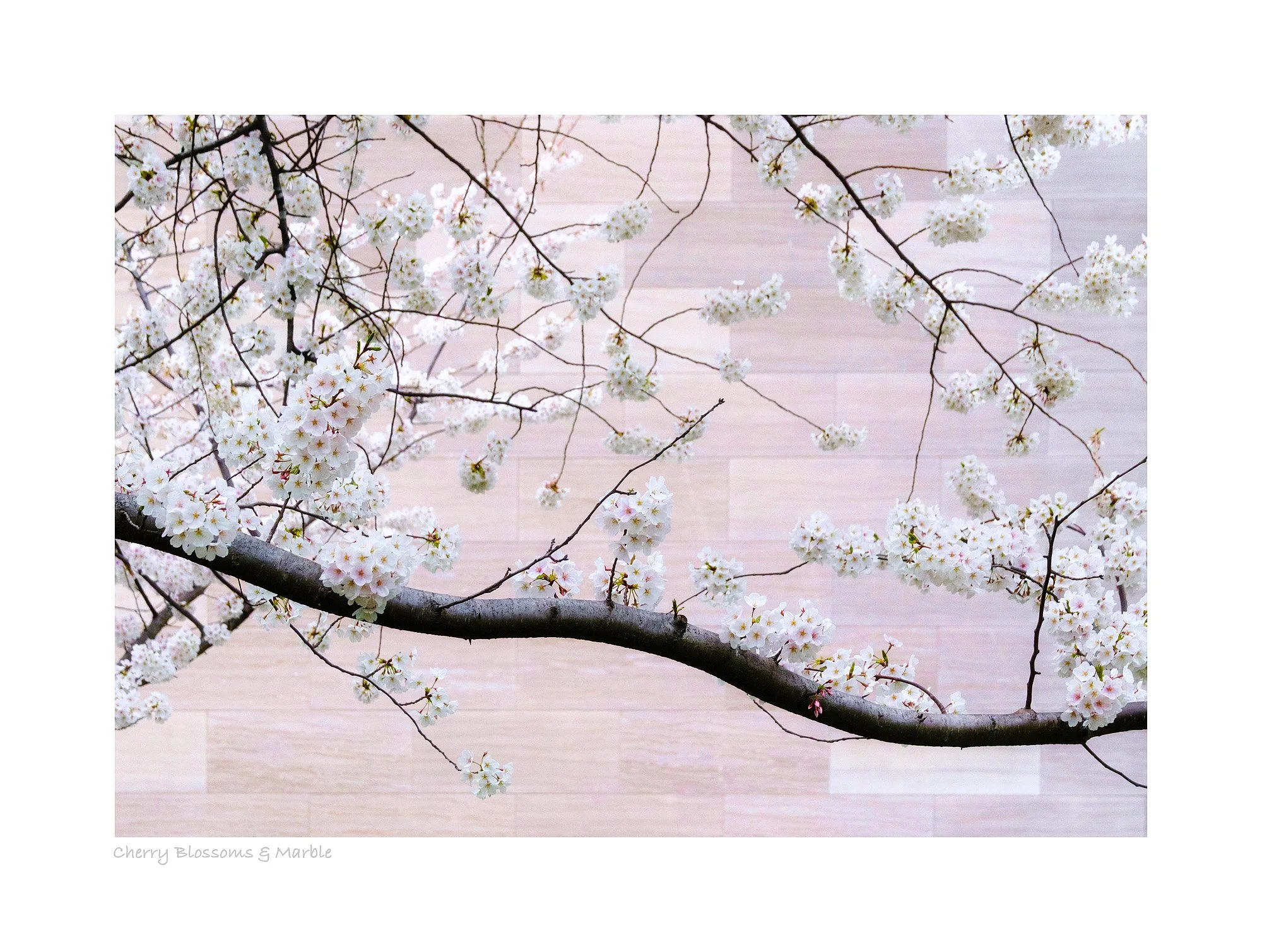 25031246_FujiXT50_ALT2.jpg