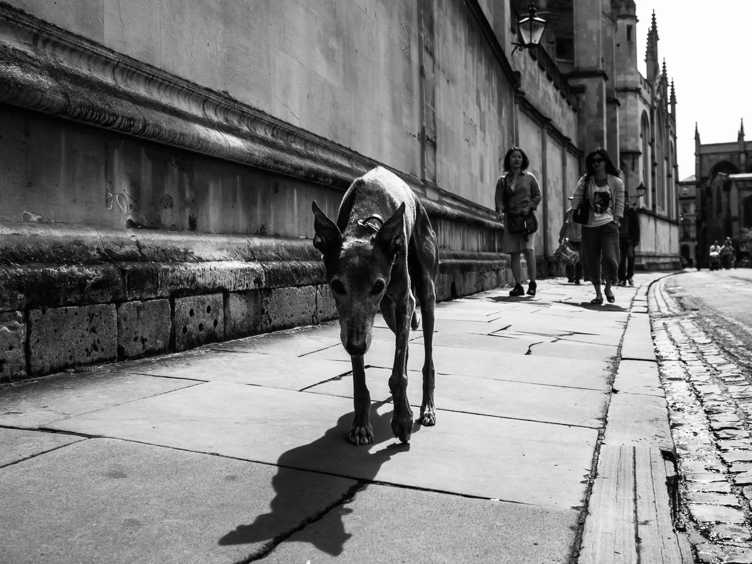Oxford 2014 - part of my "Street Dogs" project