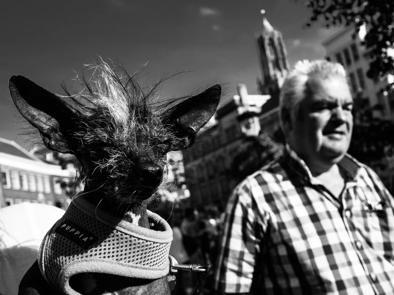 UTRECHT SEPTEMBER 2016 Shot taken on the Oudegracht. Never seen a "naked dog" in real life before. You are very welcome to my Street Dogs series. Shot with Olympus OMD5 Mark 2 and Olympus 17mm f/1.8
