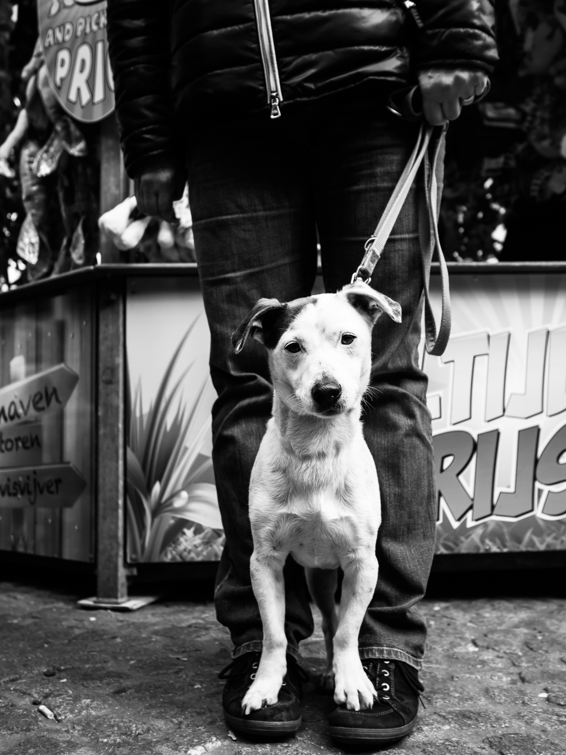 Photo taken in Amsterdam in April 2017 during the fun fair on the Dam Square. I wouldn't take my dog to a fun fair as they hear much better than human beings. It was very very noisy. The dog doesn't seem to care though. I liked the way he was standing on the shoes of his owner. Of course I added this dog to my Street Dogs series . Shot with Olympus OMD1 Mark 2 and Olympus 17mm f/1.8.