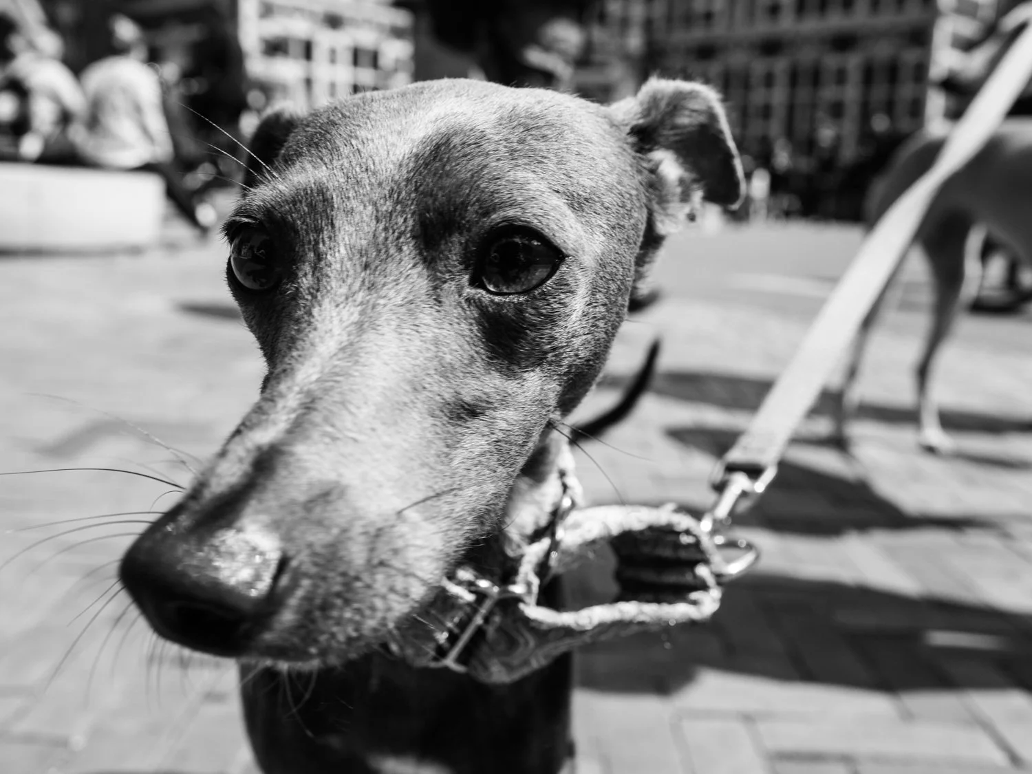 Fokko Muller - 190522 - 001 - kopie.jpg