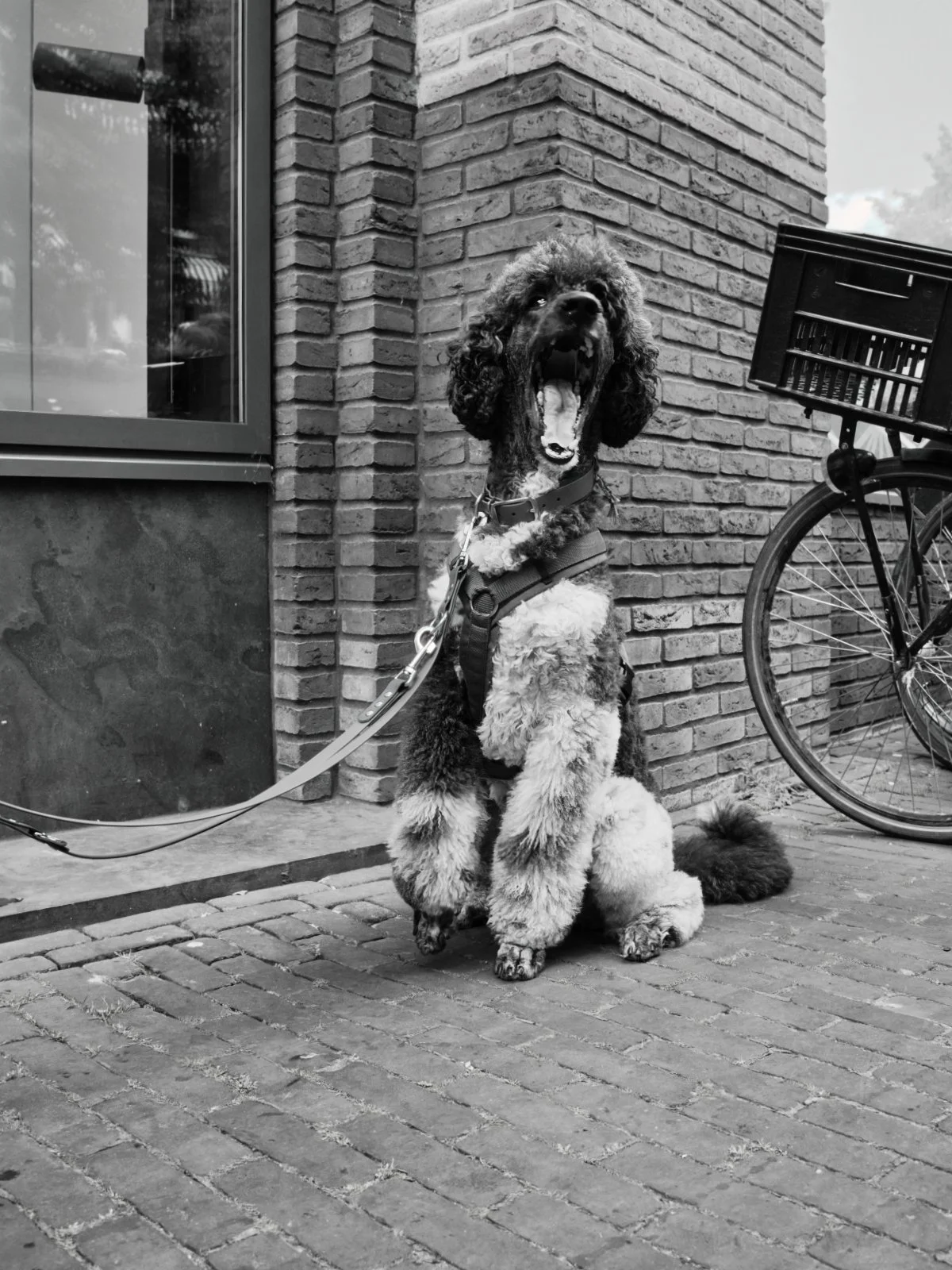 Fokko Muller Zwolle 2025-05-17 02.jpg