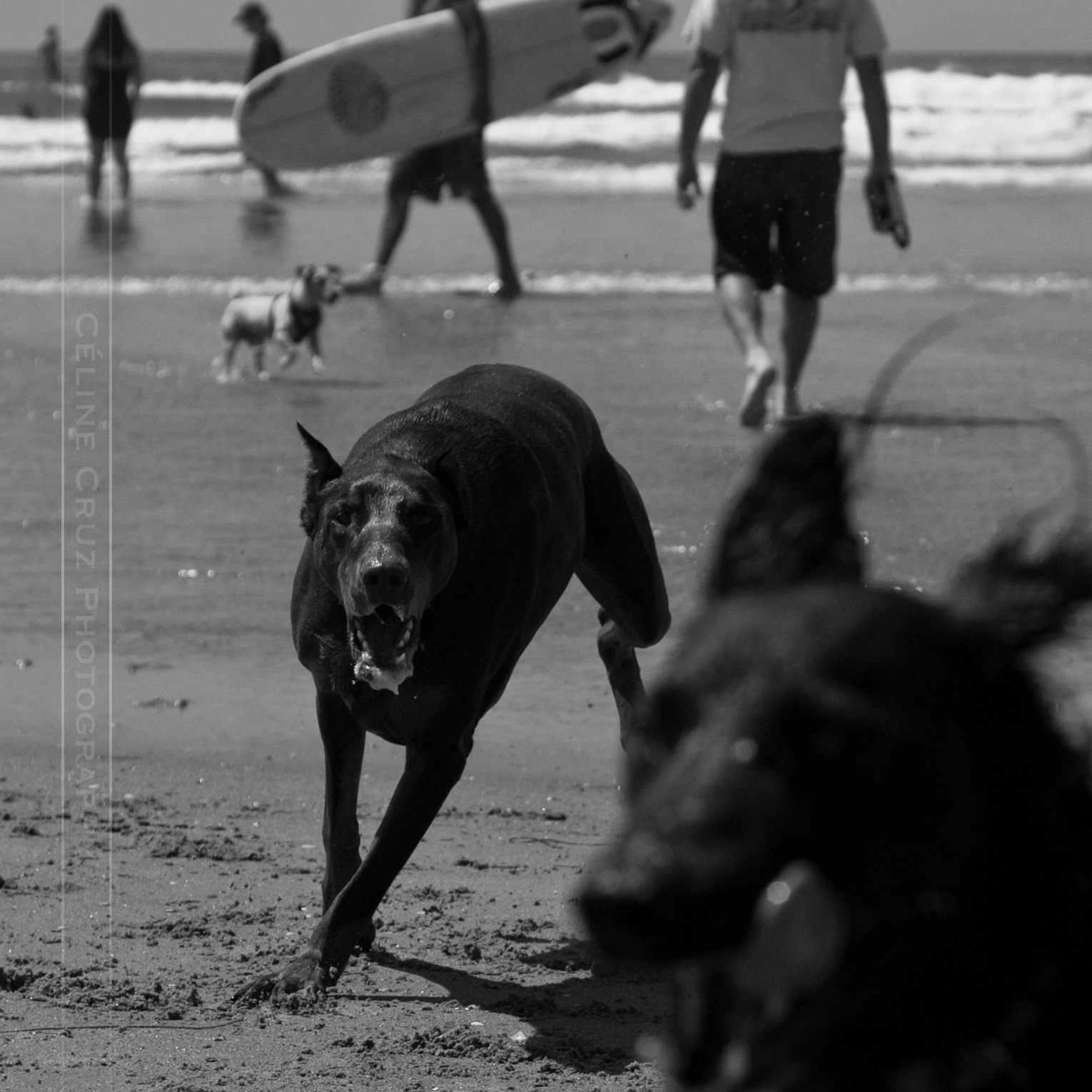  Dog Beach, San Diego 
