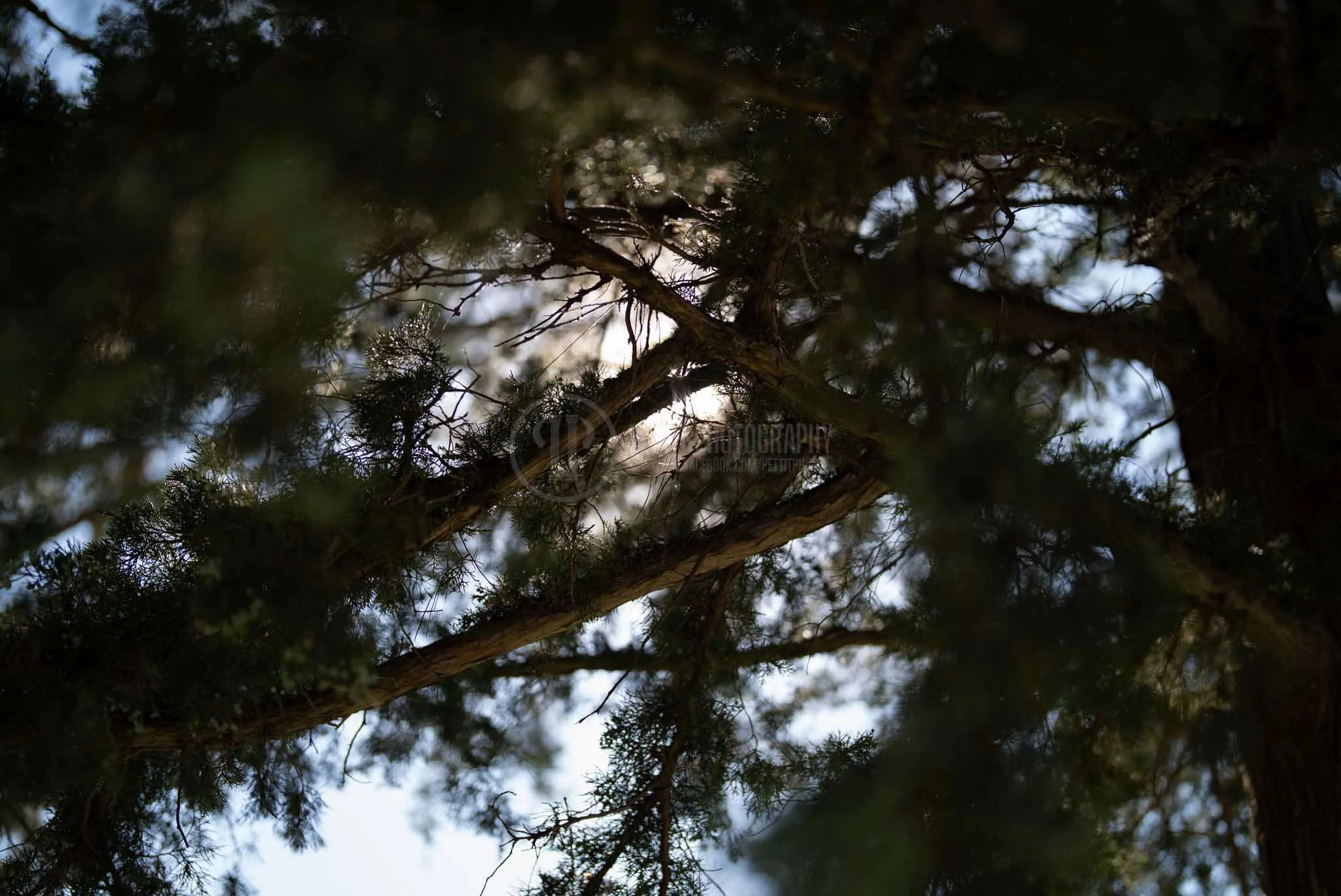 7-2-25 Through the Thick of It