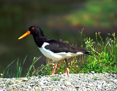 Oystercatcher.