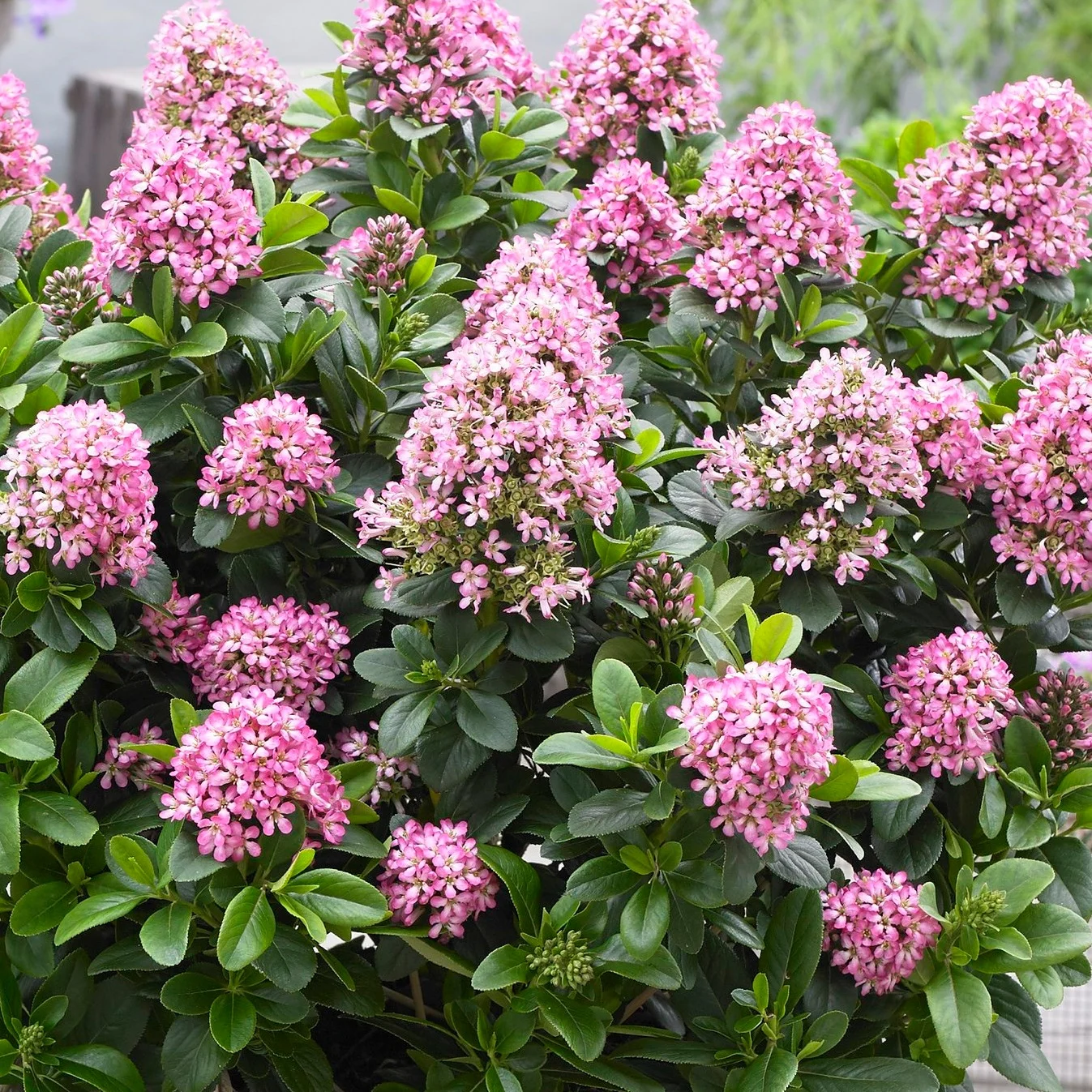 Escallonia-leavis-%E2%80%98Lades%E2%80%99-Pink-Elle-photo-Plantipp.jpg